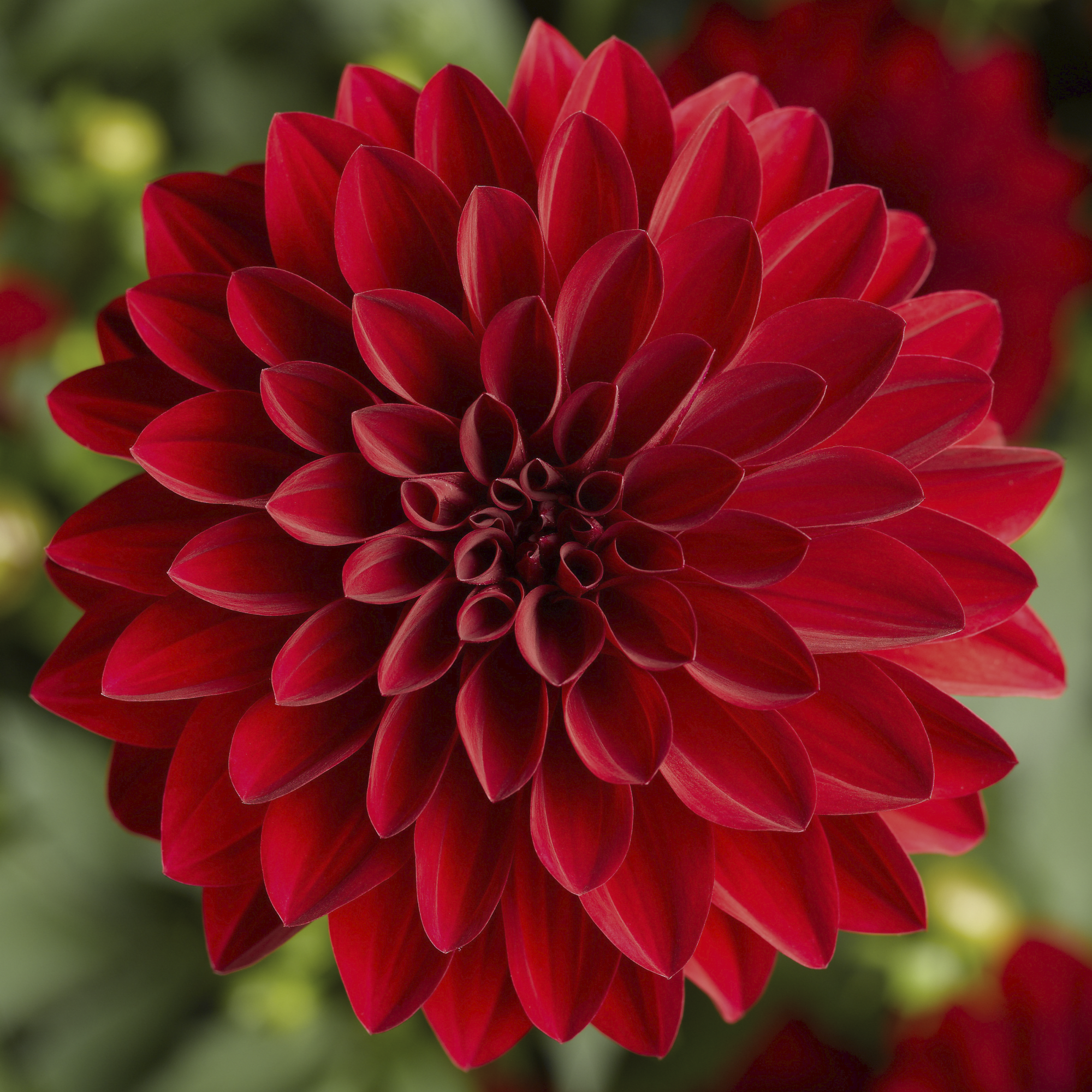 Grandalia™ Dark Red