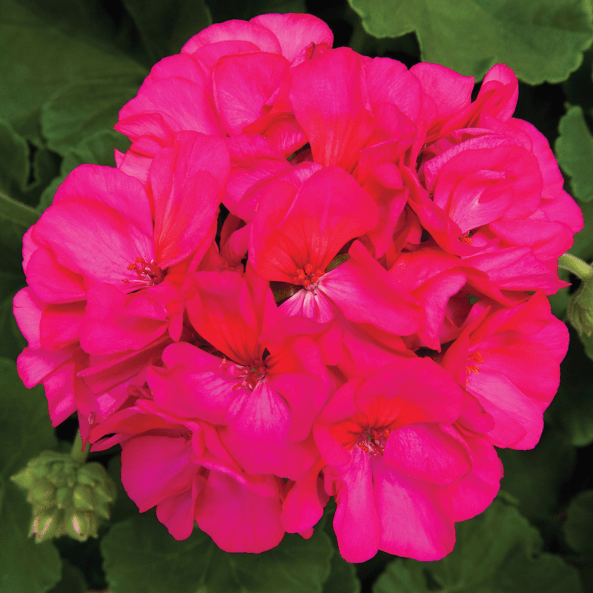 Rocky Mountain™ Violet