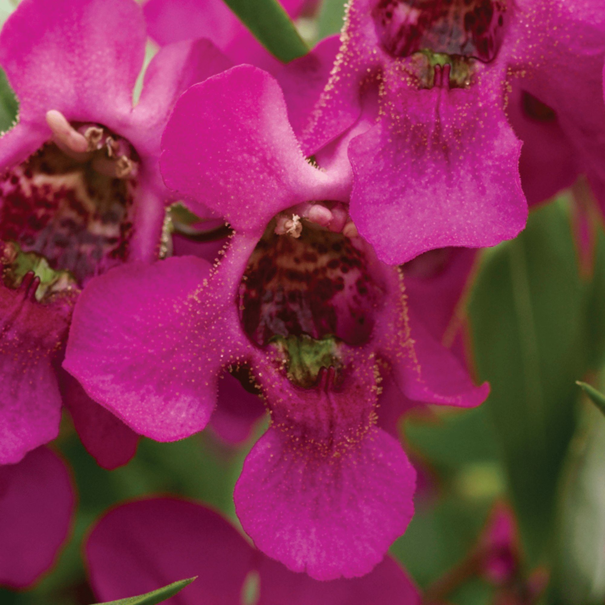 Carita™ Raspberry