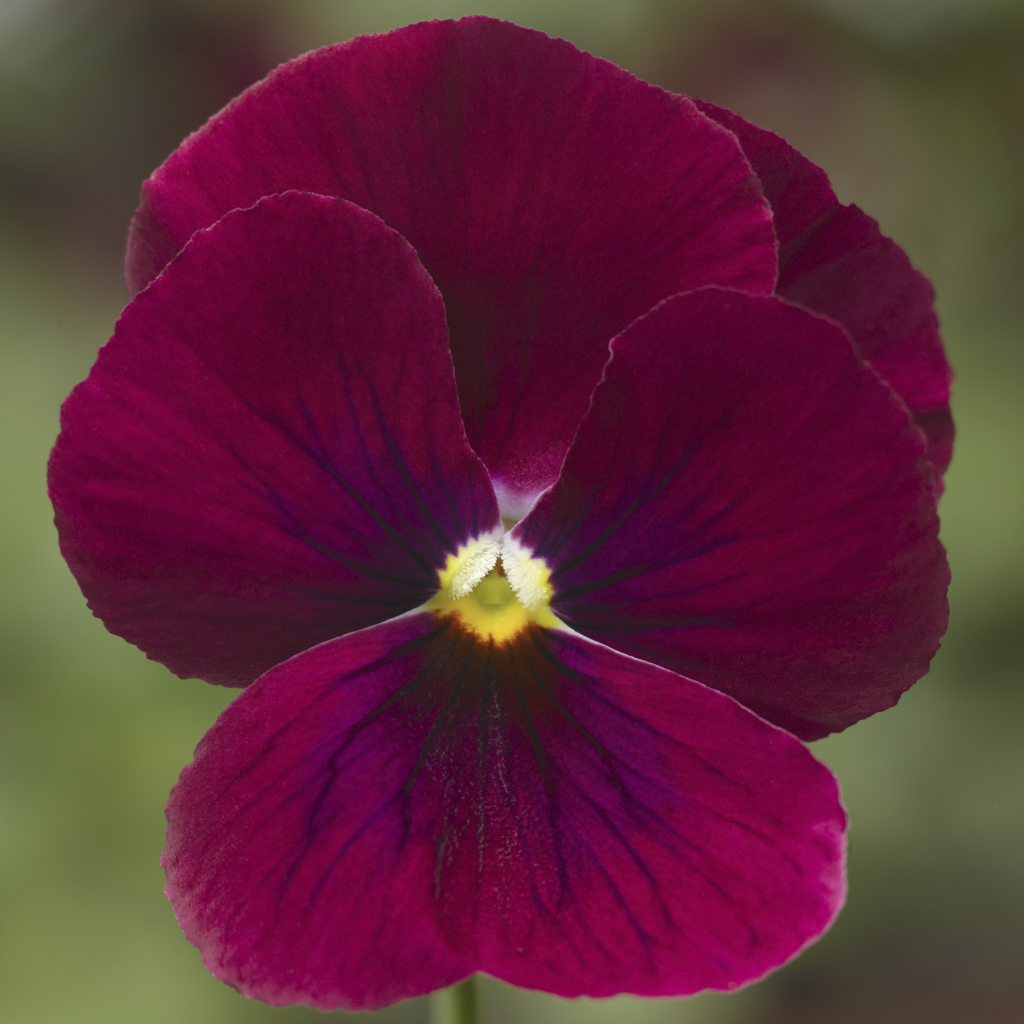 Penny™ Rose Blotch