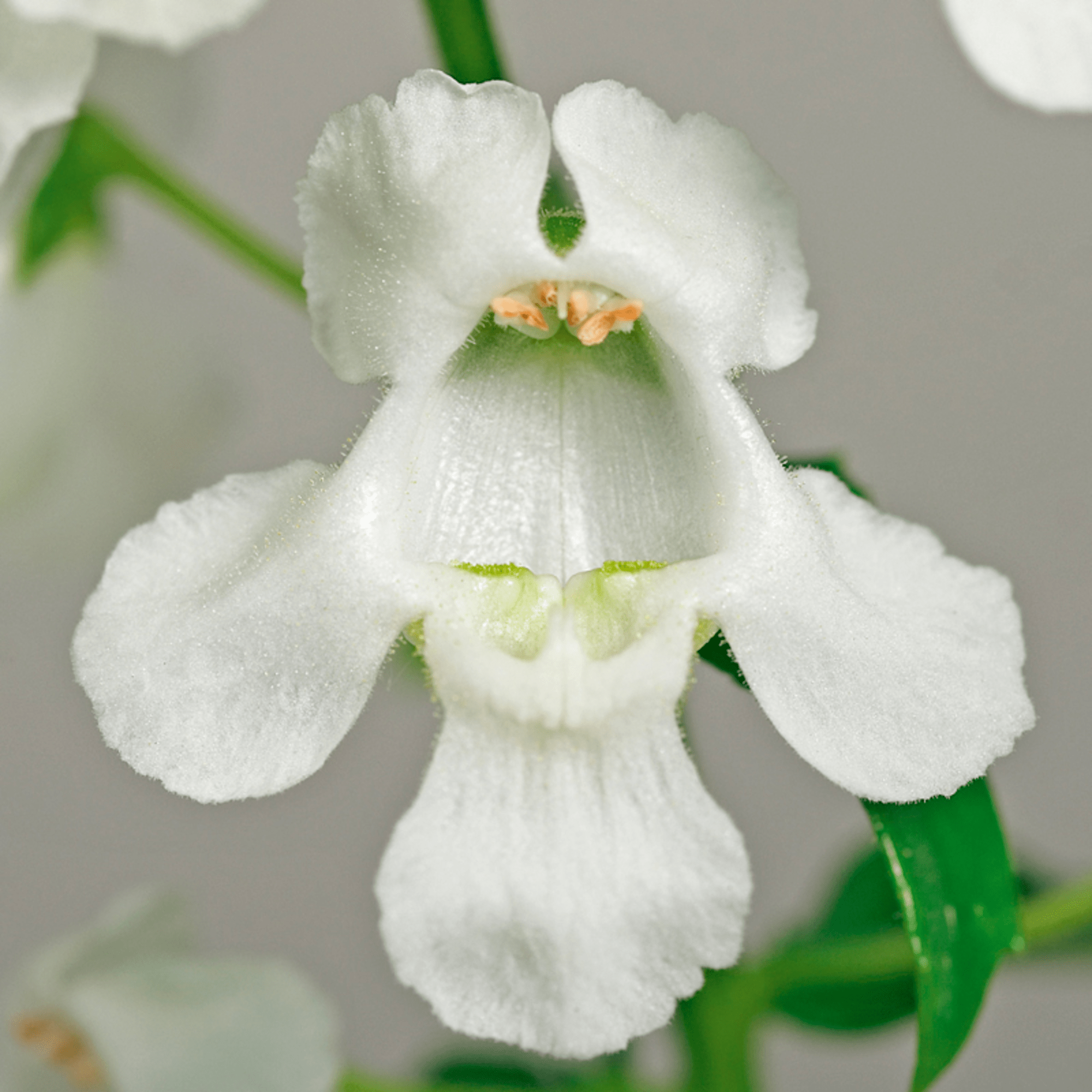 Carita™ Cascade White