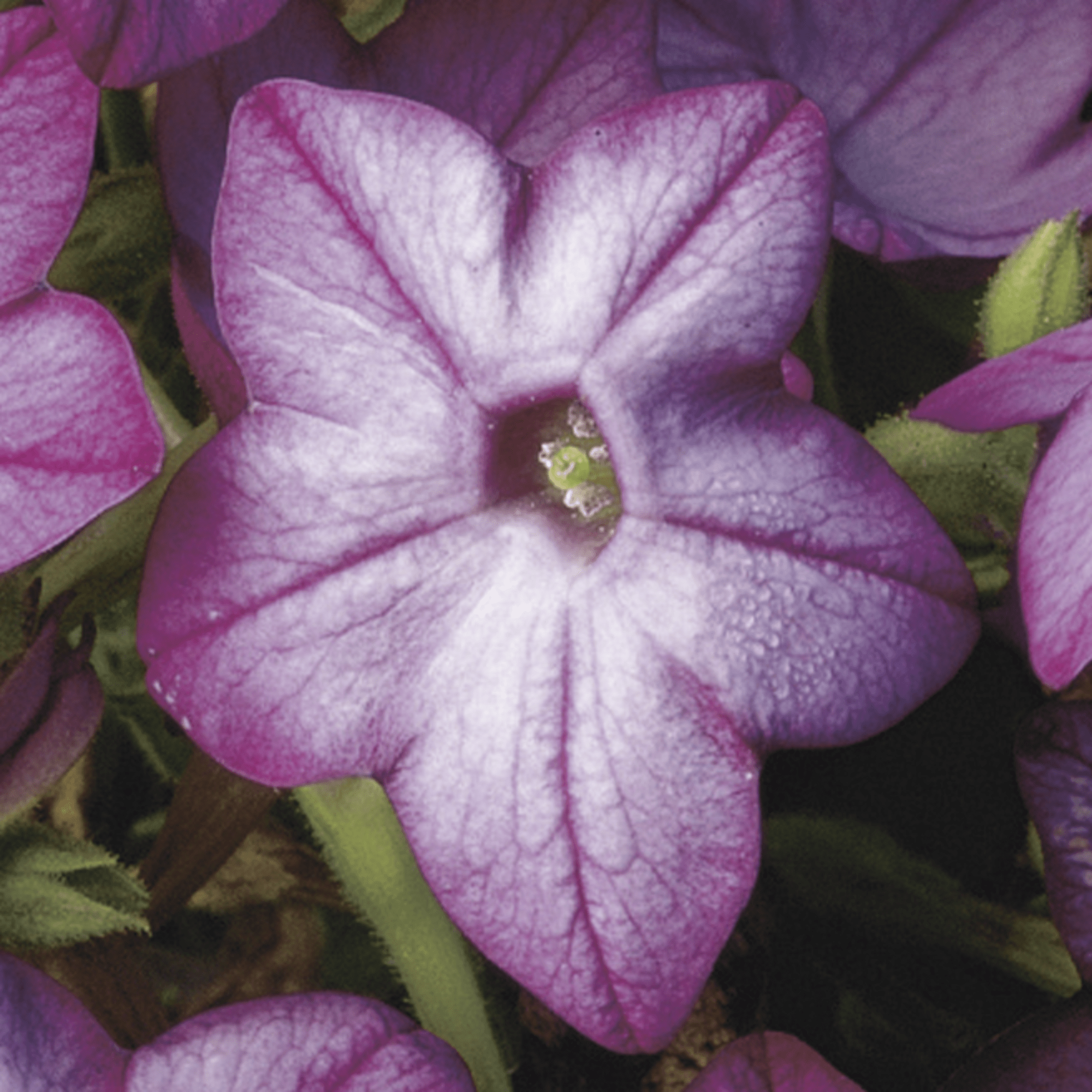 Saratoga™ Purple Bicolor