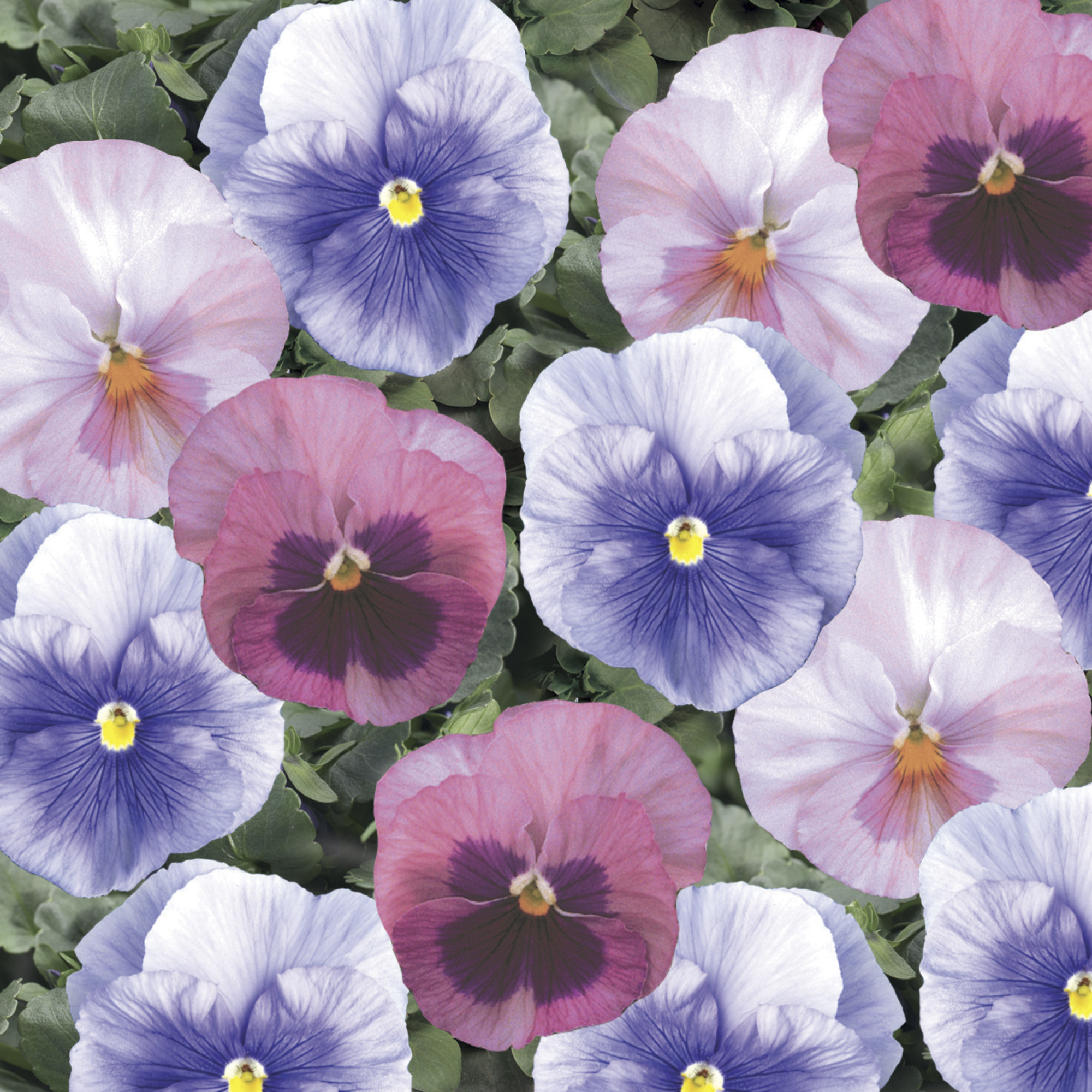 Delta™ Classic Cotton Candy Mix