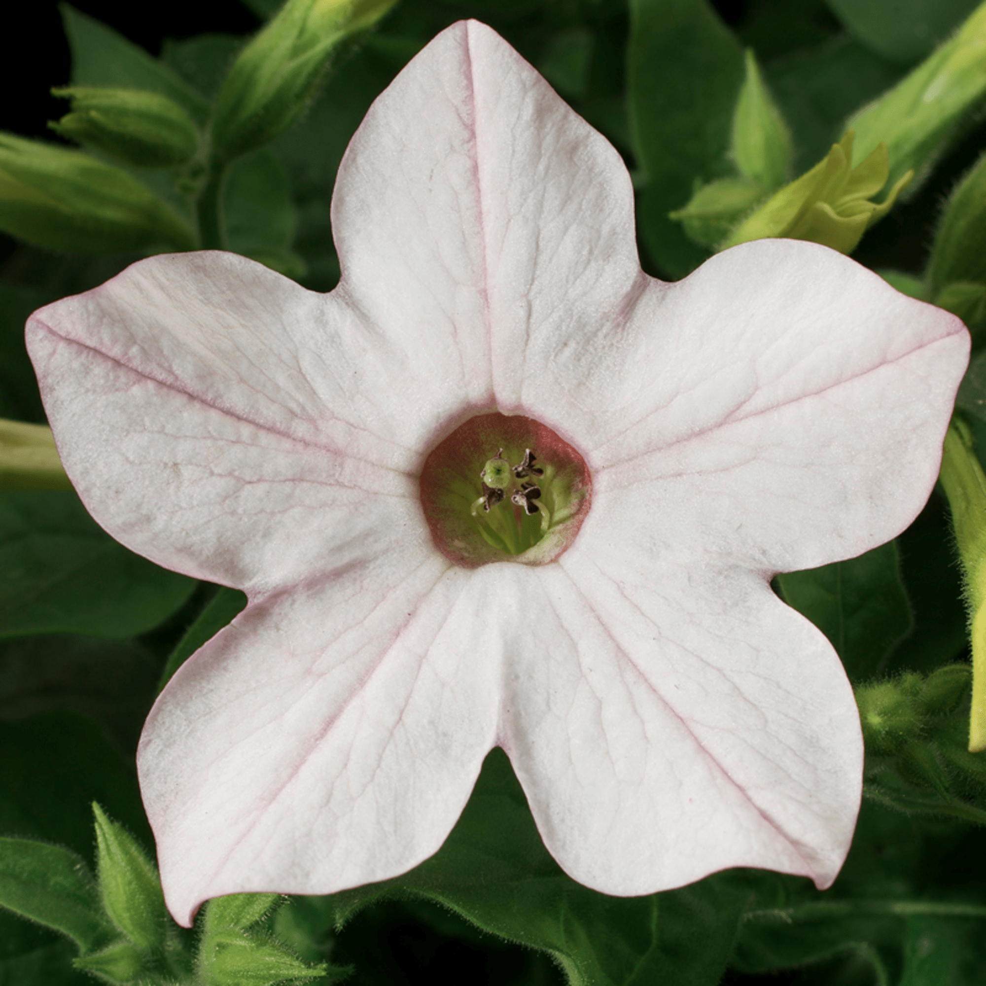 Saratoga™ Appleblossom