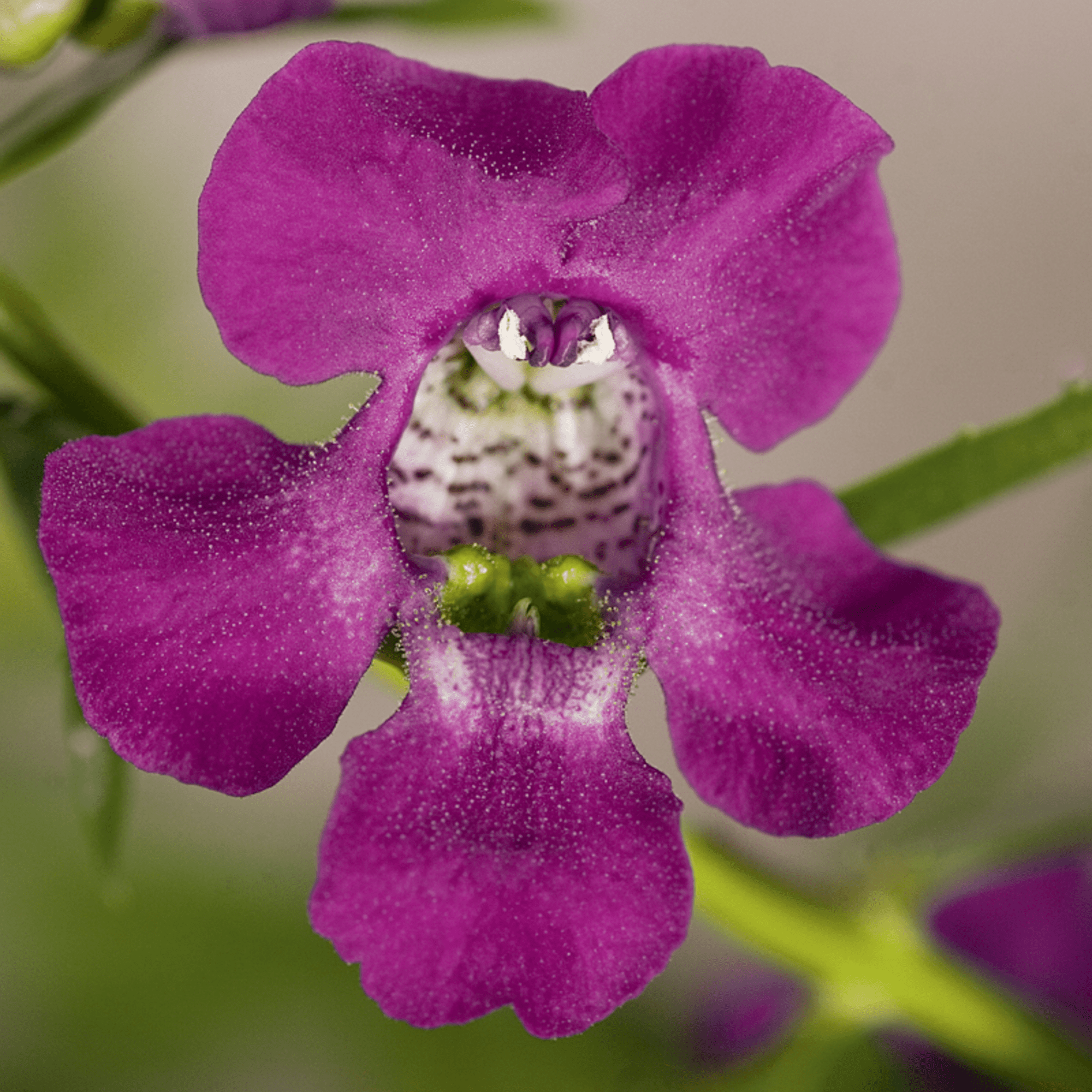Carita™ Cascade Deep Purple