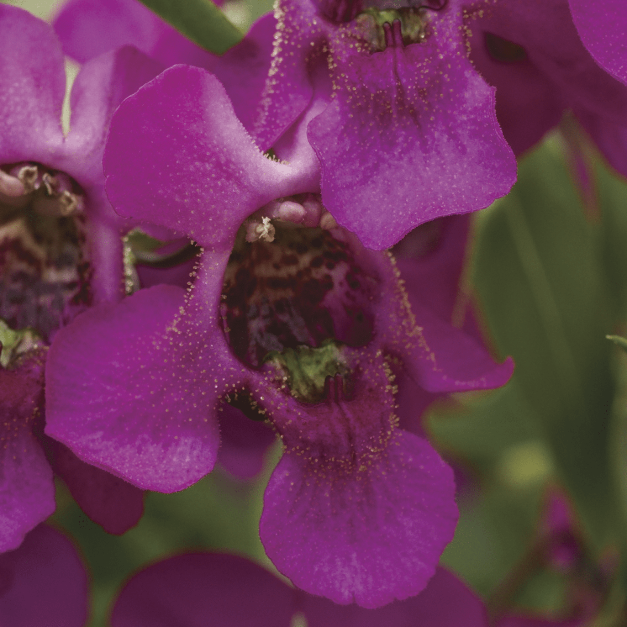 Carita™ Cascade Raspberry
