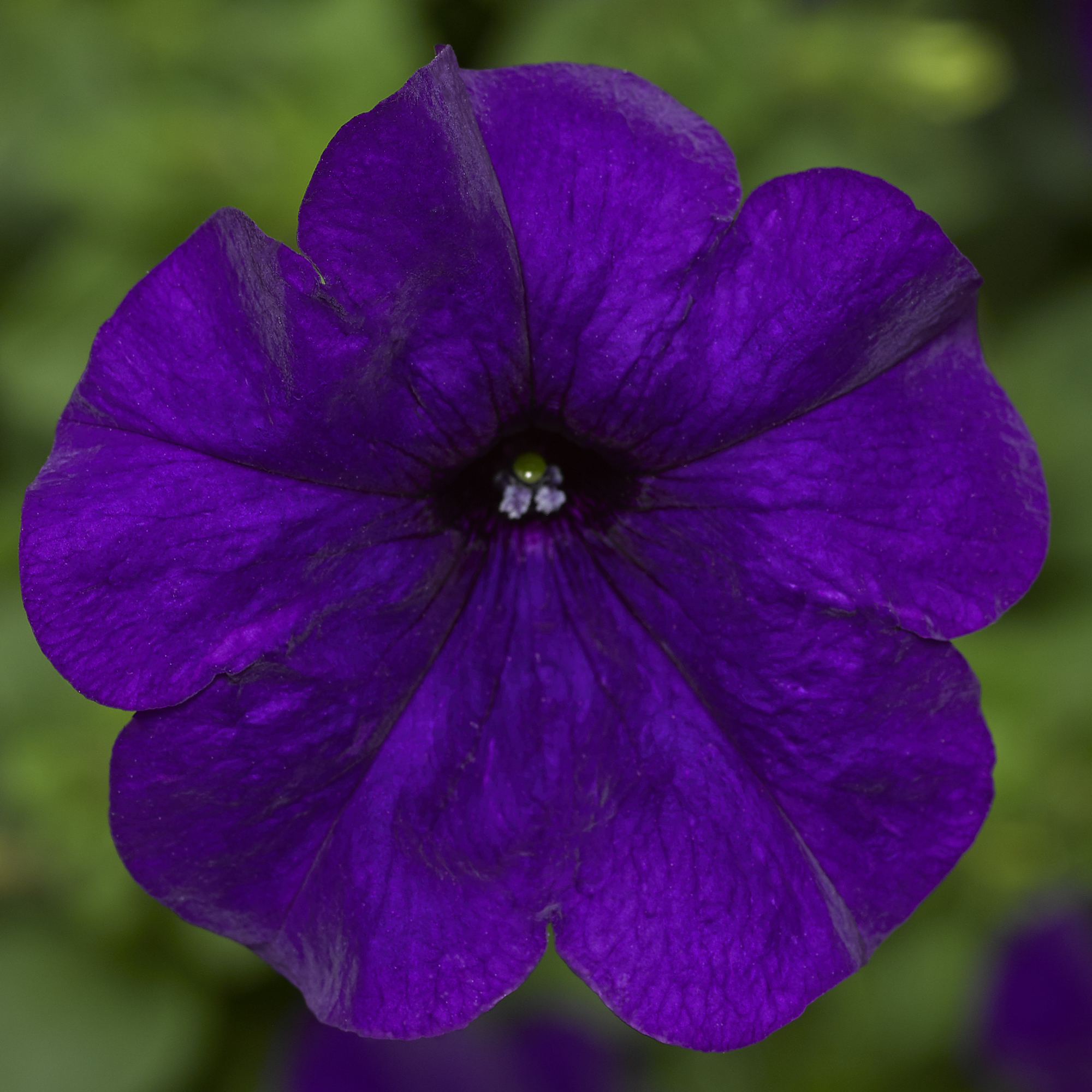 FotoFinish® Blue