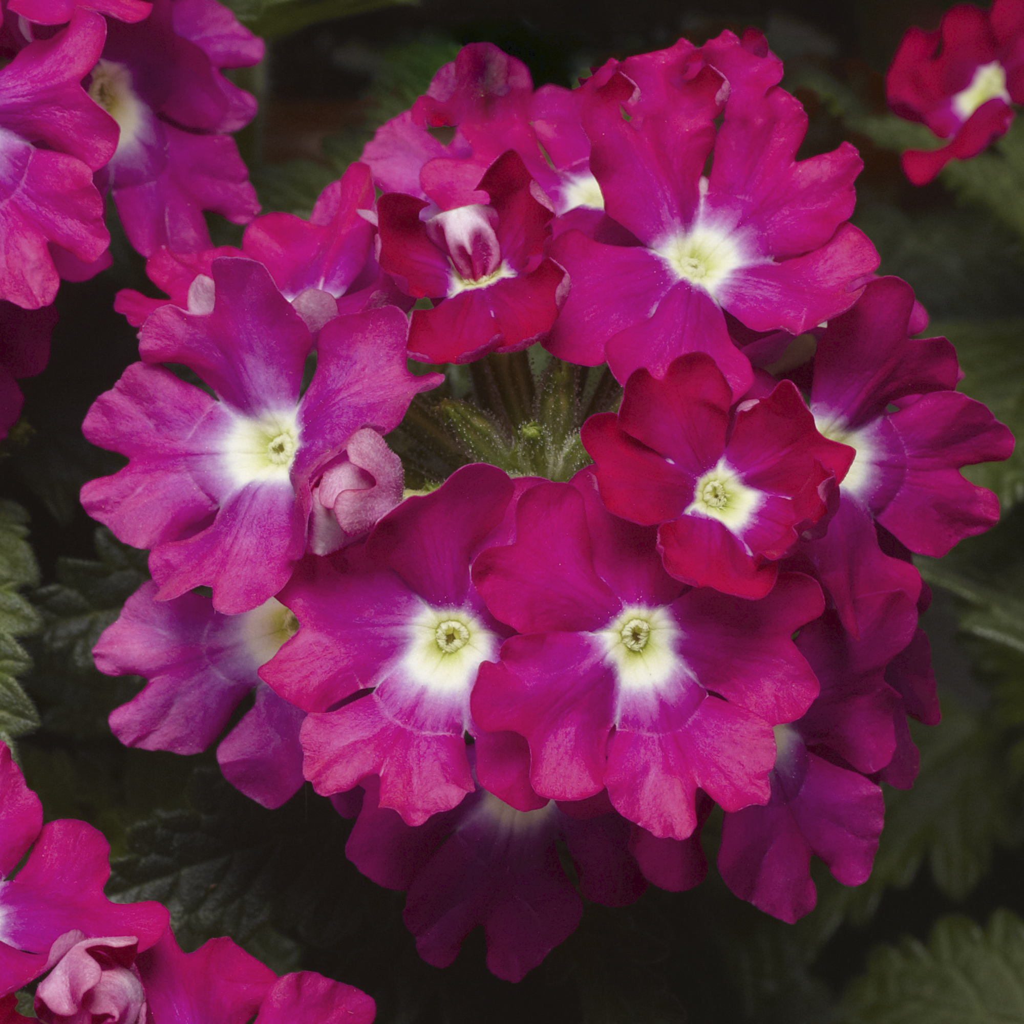 Lanai® Upright White | Syngenta Flowers