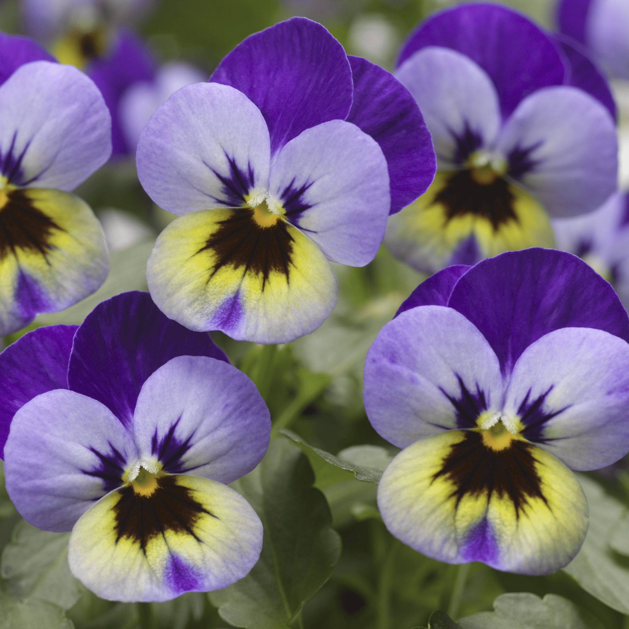 Deltini™ Violet Blue