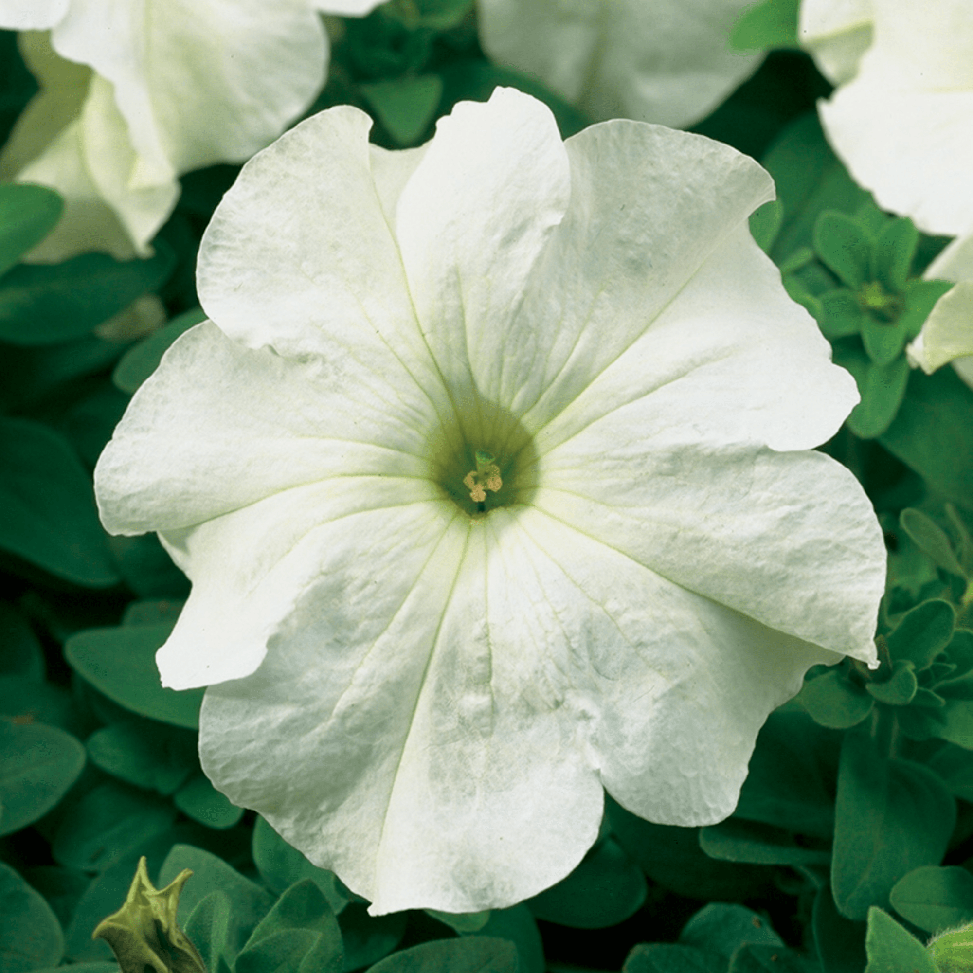TriTunia™ White