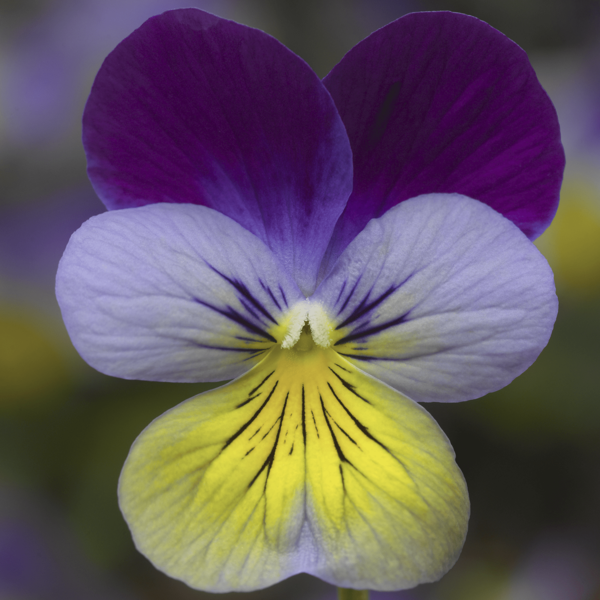 Deltini™ Blue Purple Wing