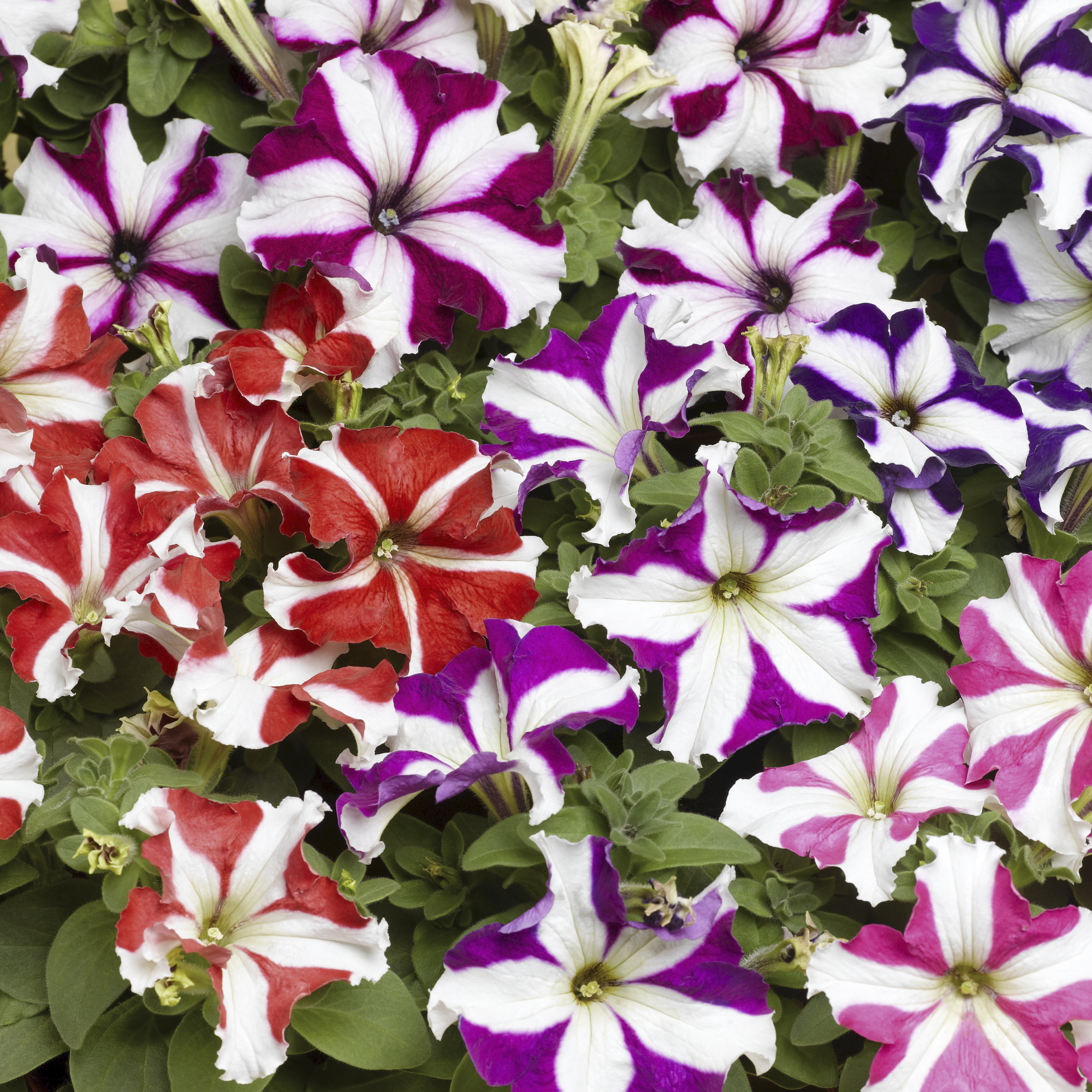 TriTunia™ Star Mix