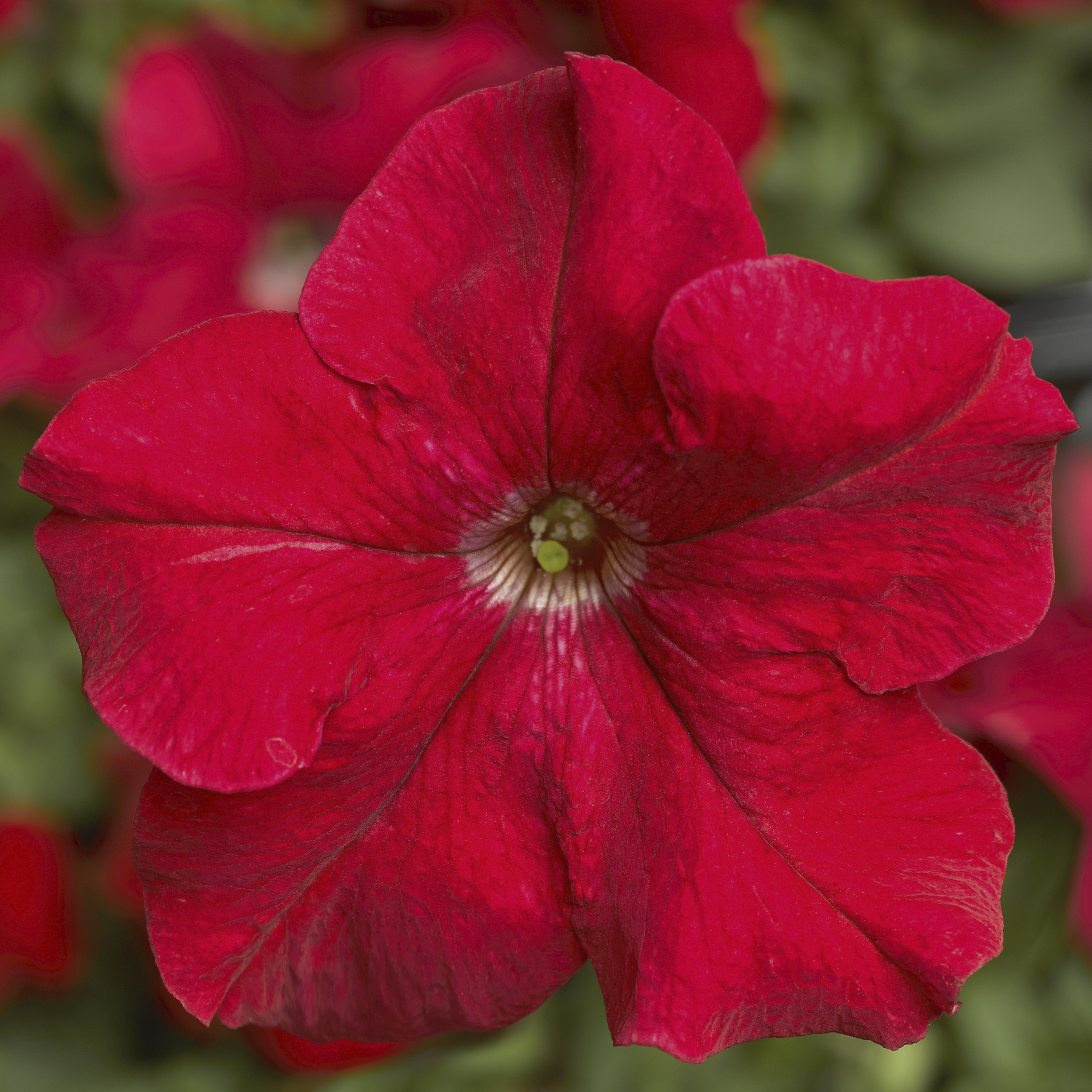 TriTunia™ Red