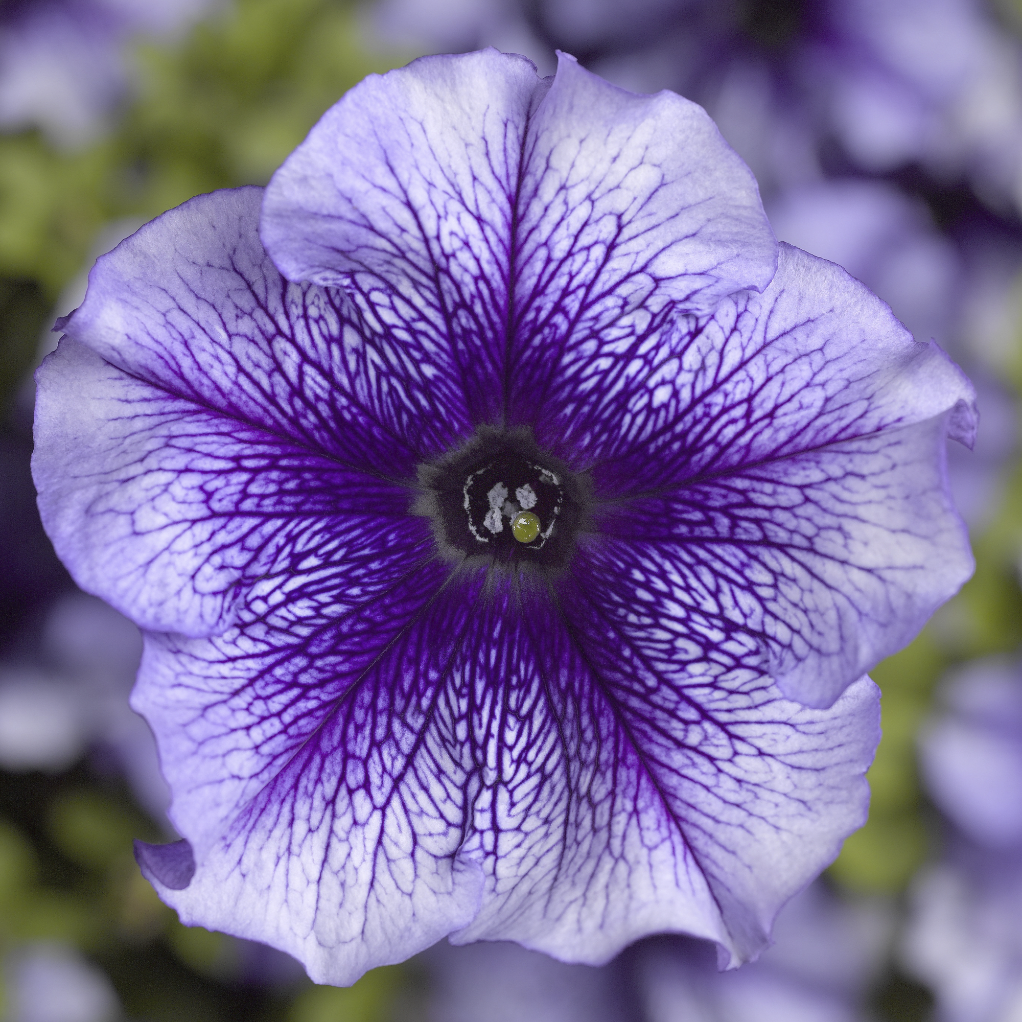 TriTunia™ Blue Veined