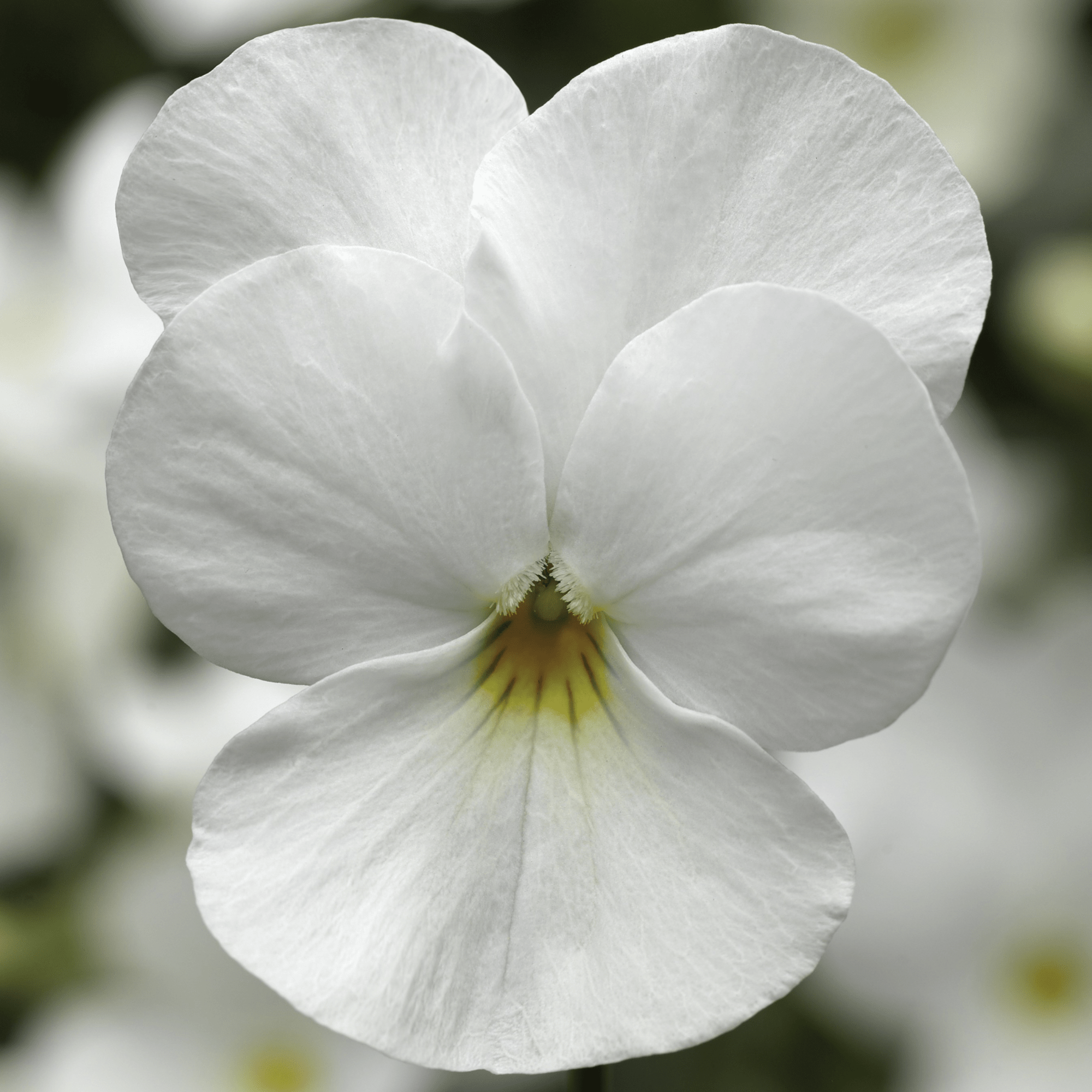 Deltini™ White