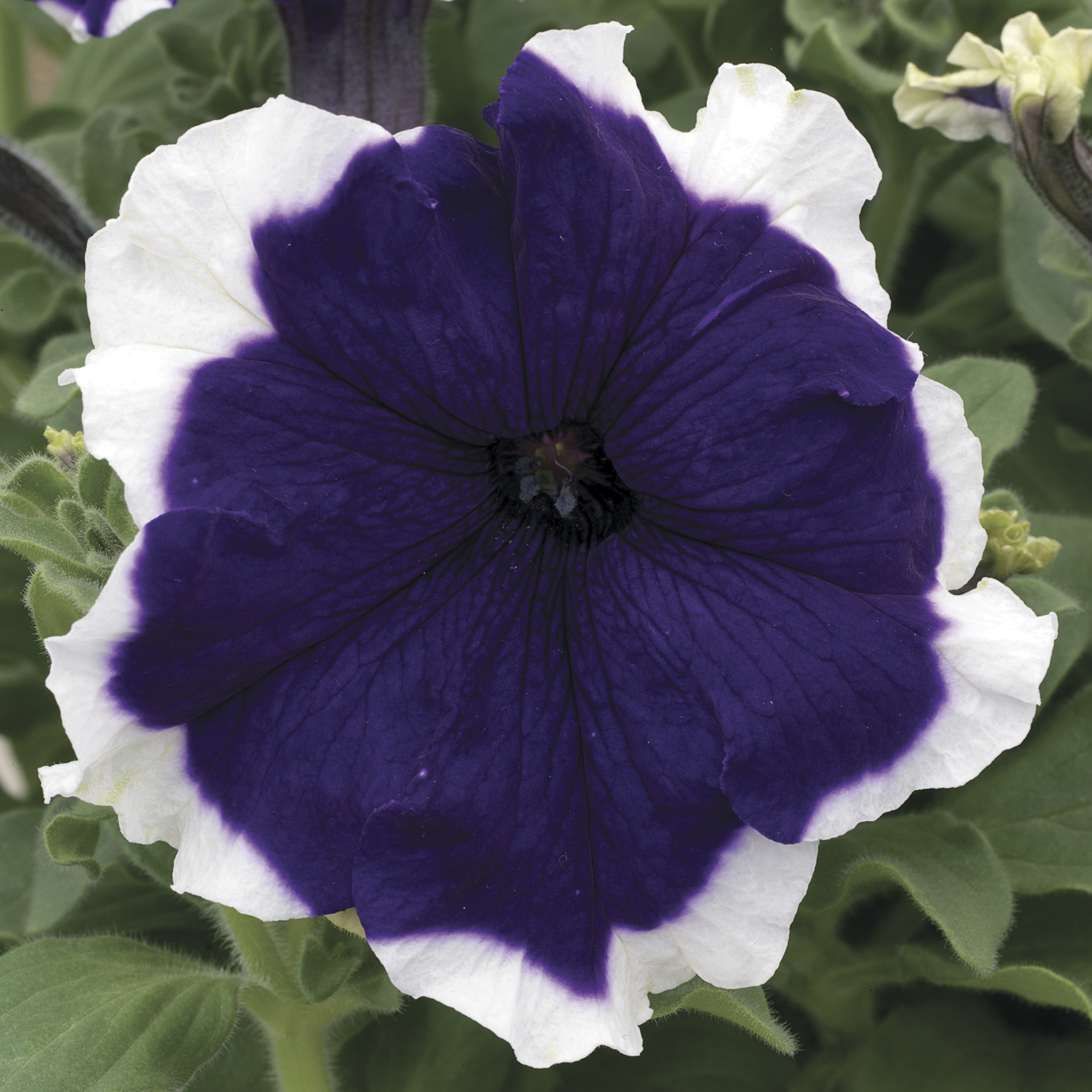 Frost™ Blue