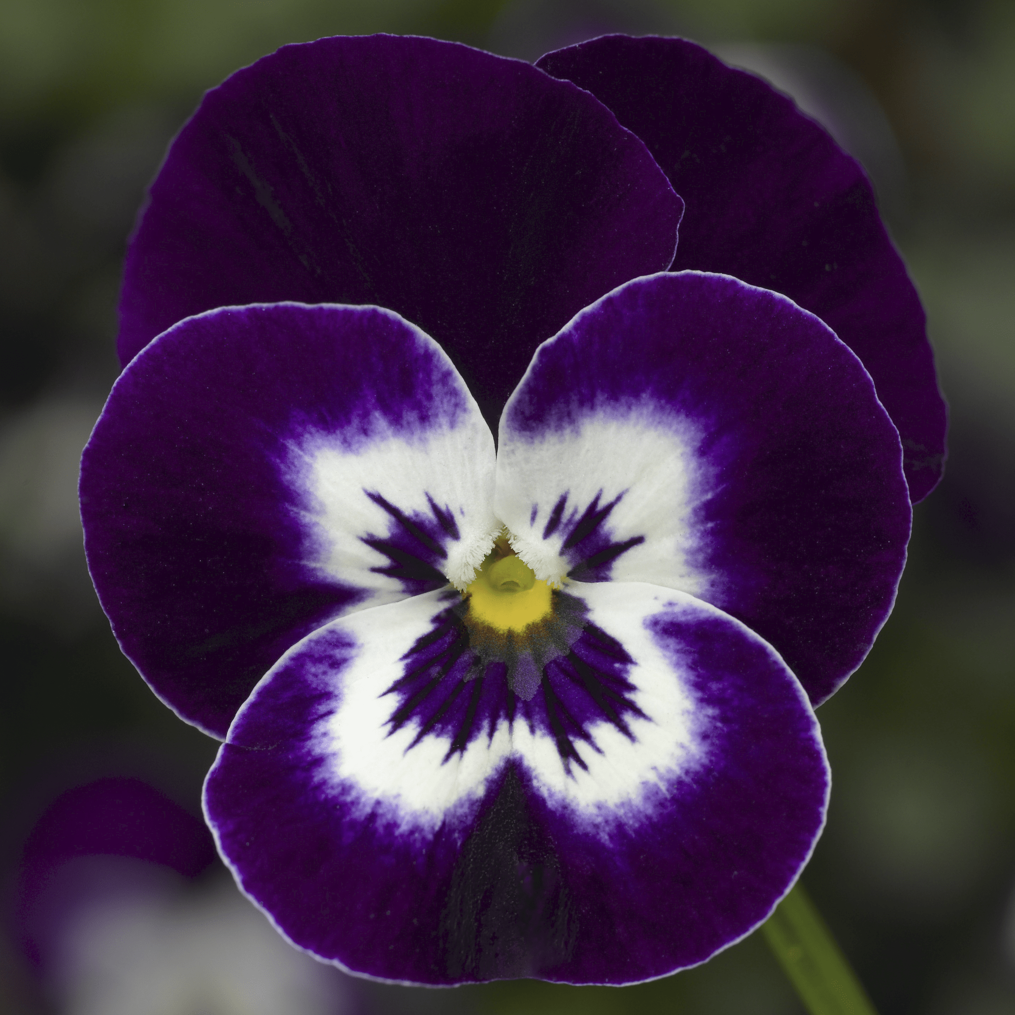 Deltini™ Violet Face