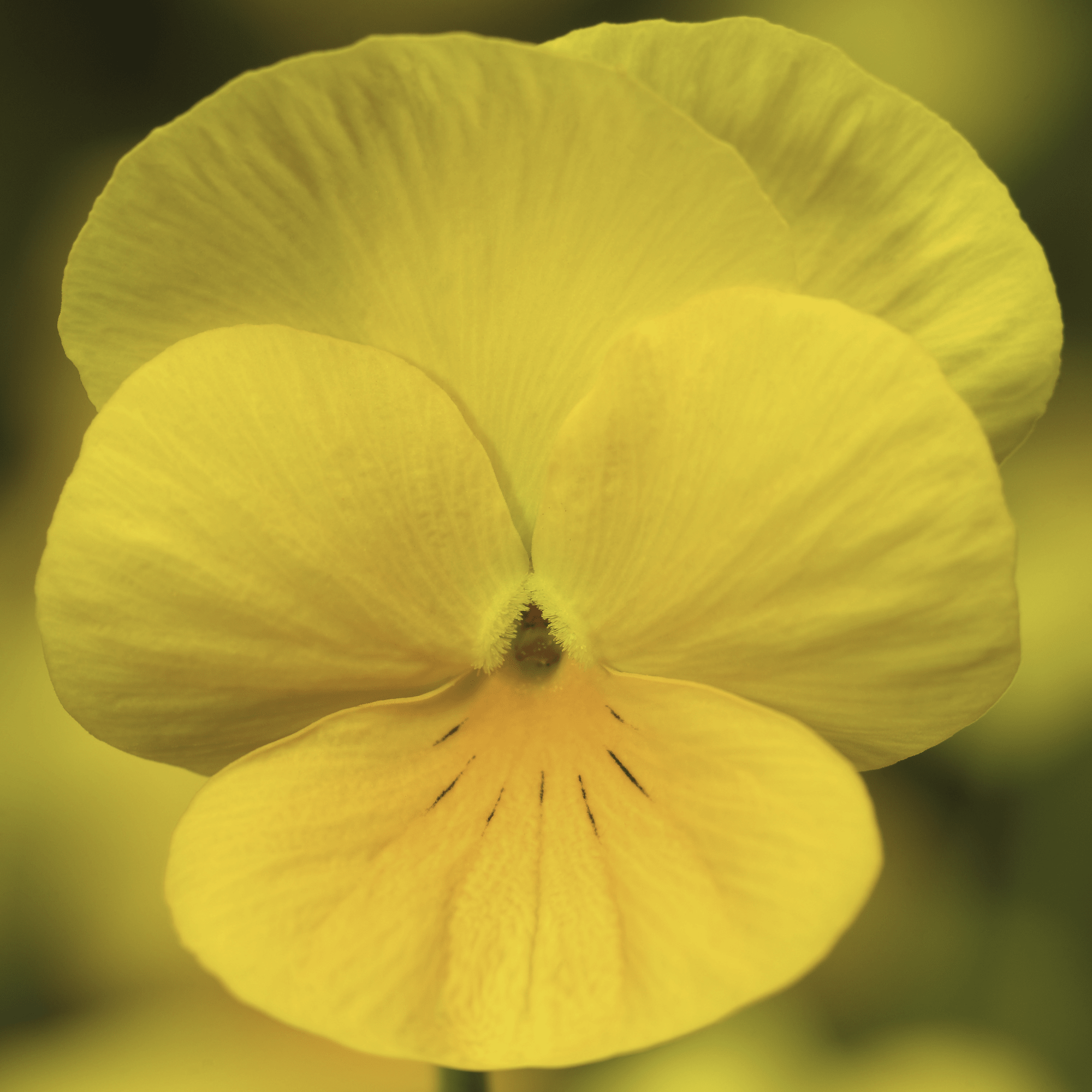 Deltini™ Yellow