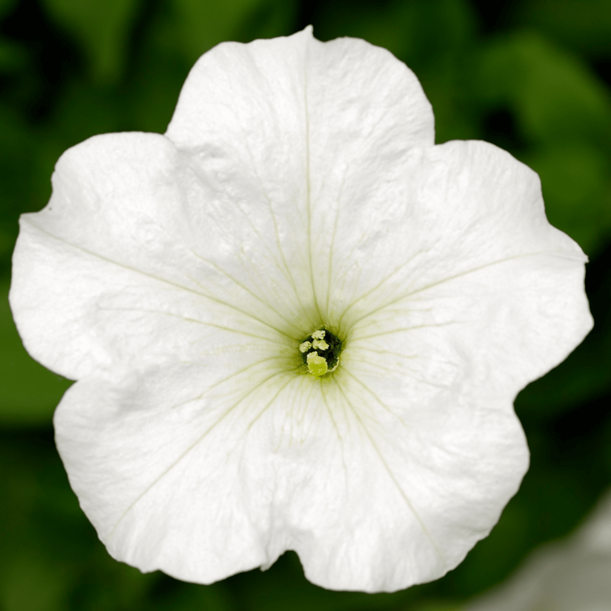 FotoFinish® White
