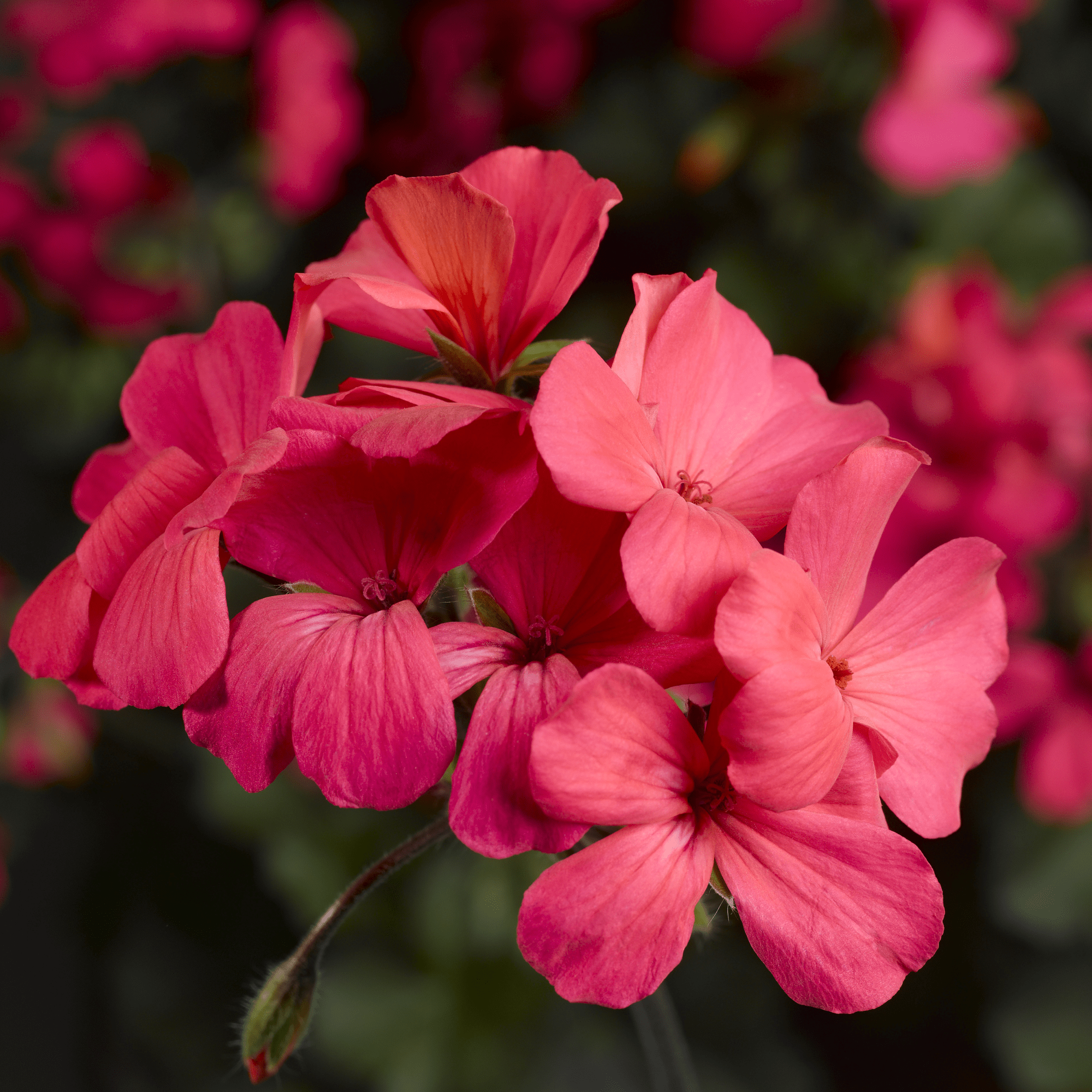 Caliente® Coral Salmon