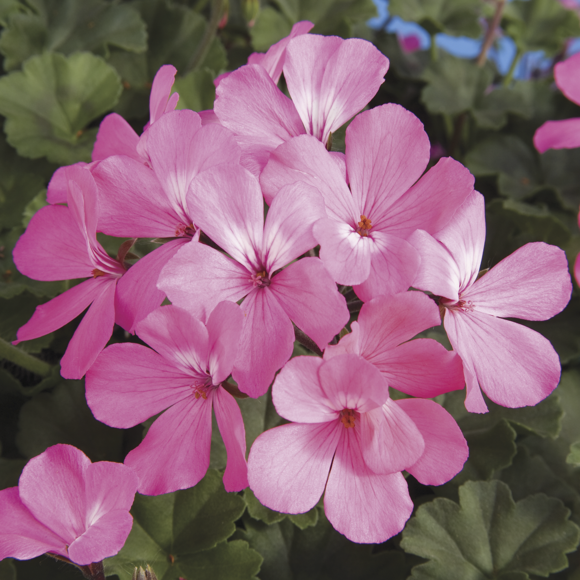 Caliente® Pink