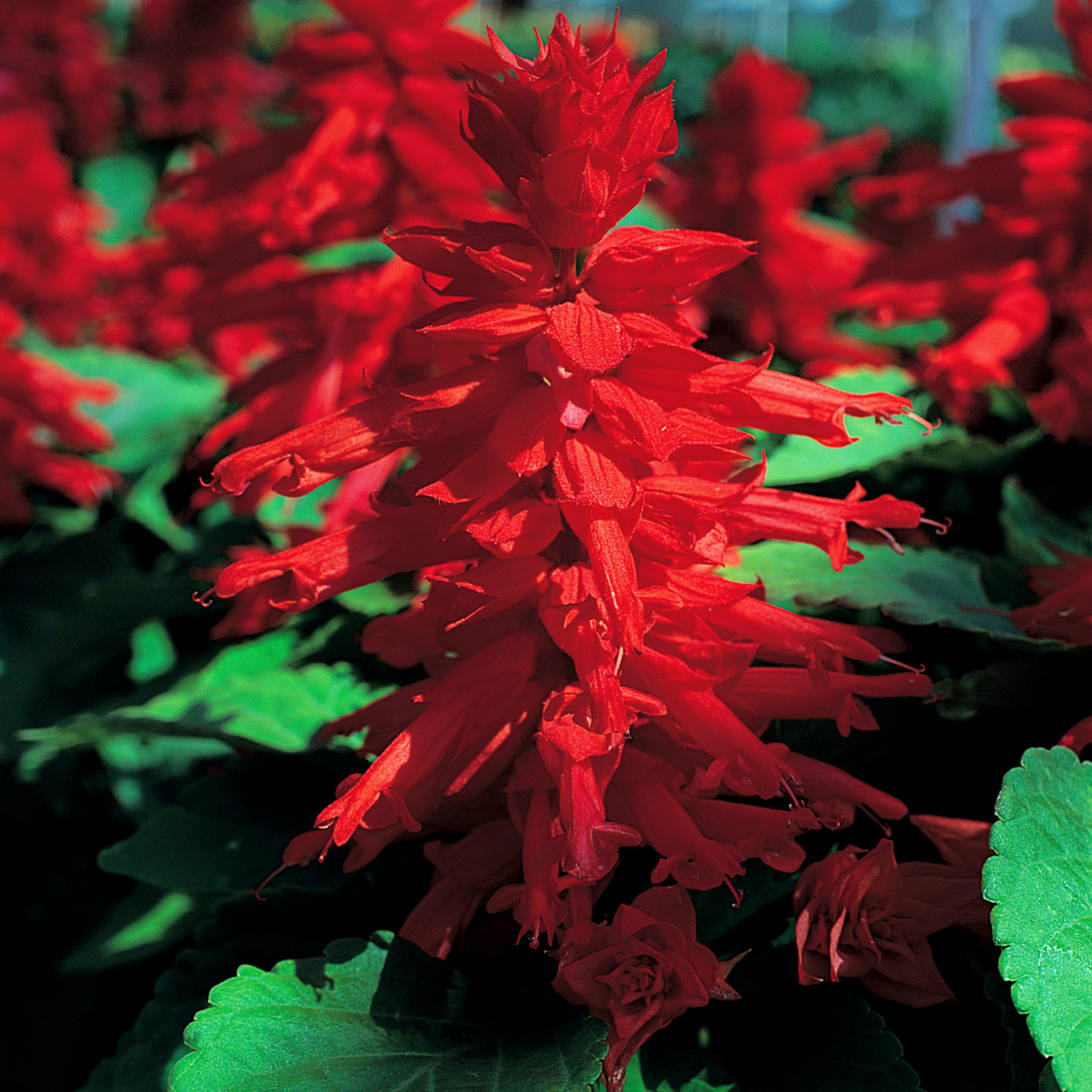 Sizzler™ Red