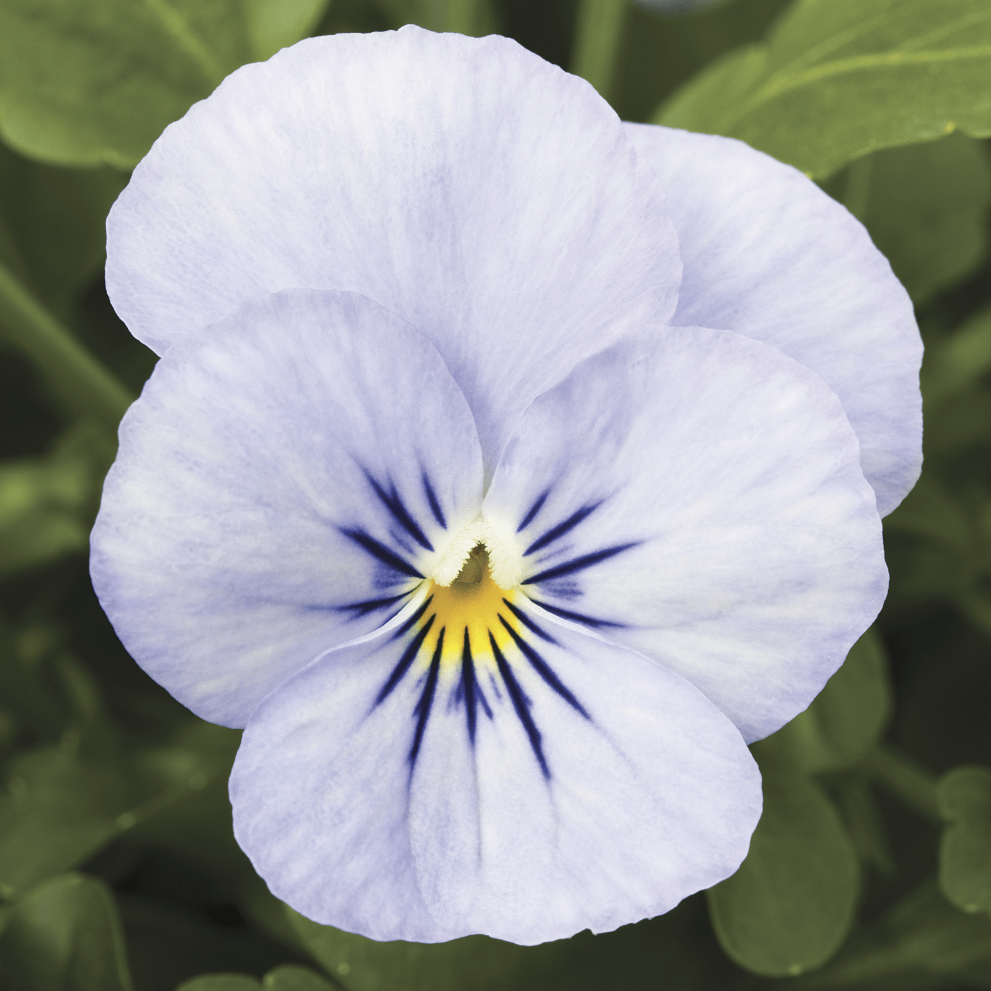 Endurio® Sky Blue Martien