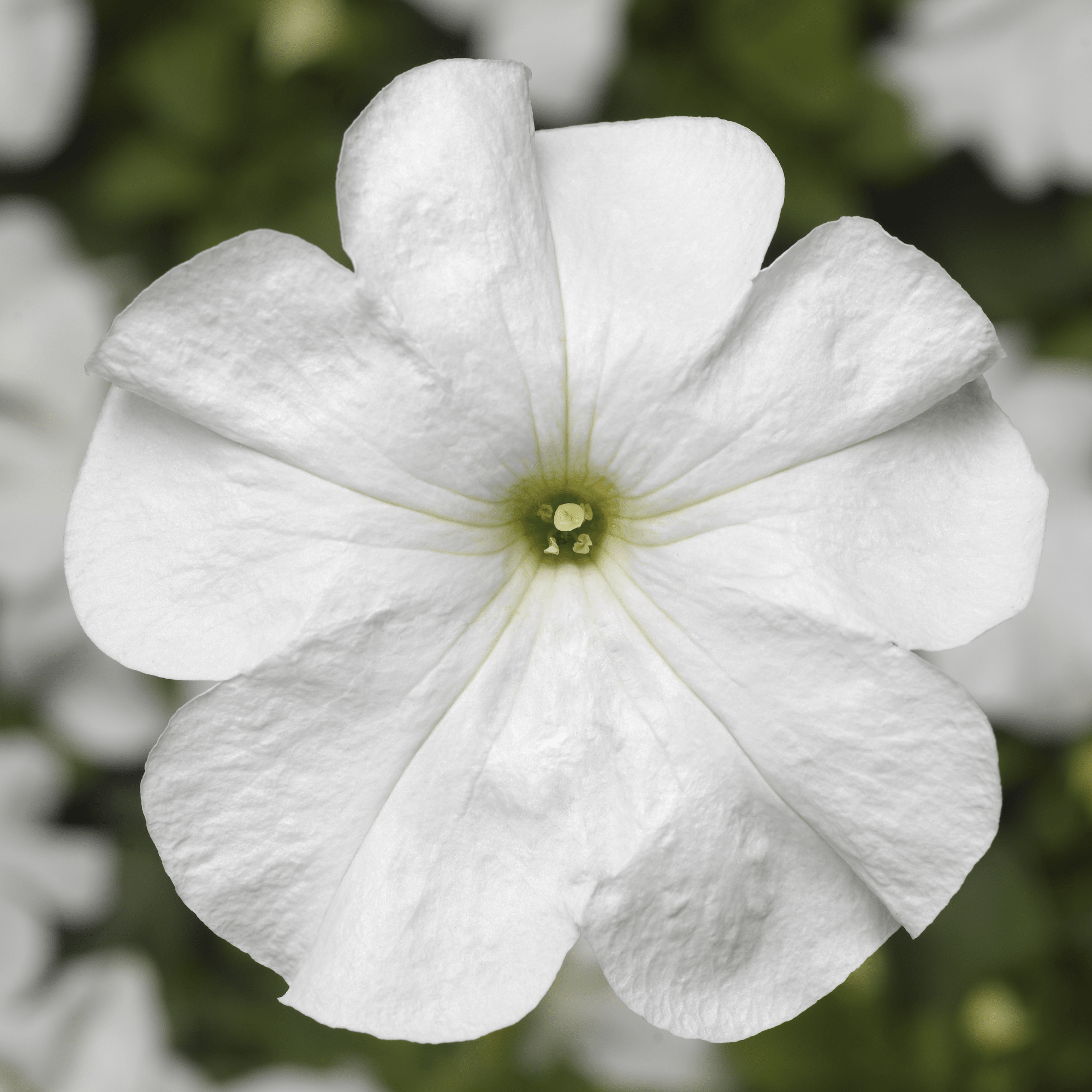 Duvet™ White