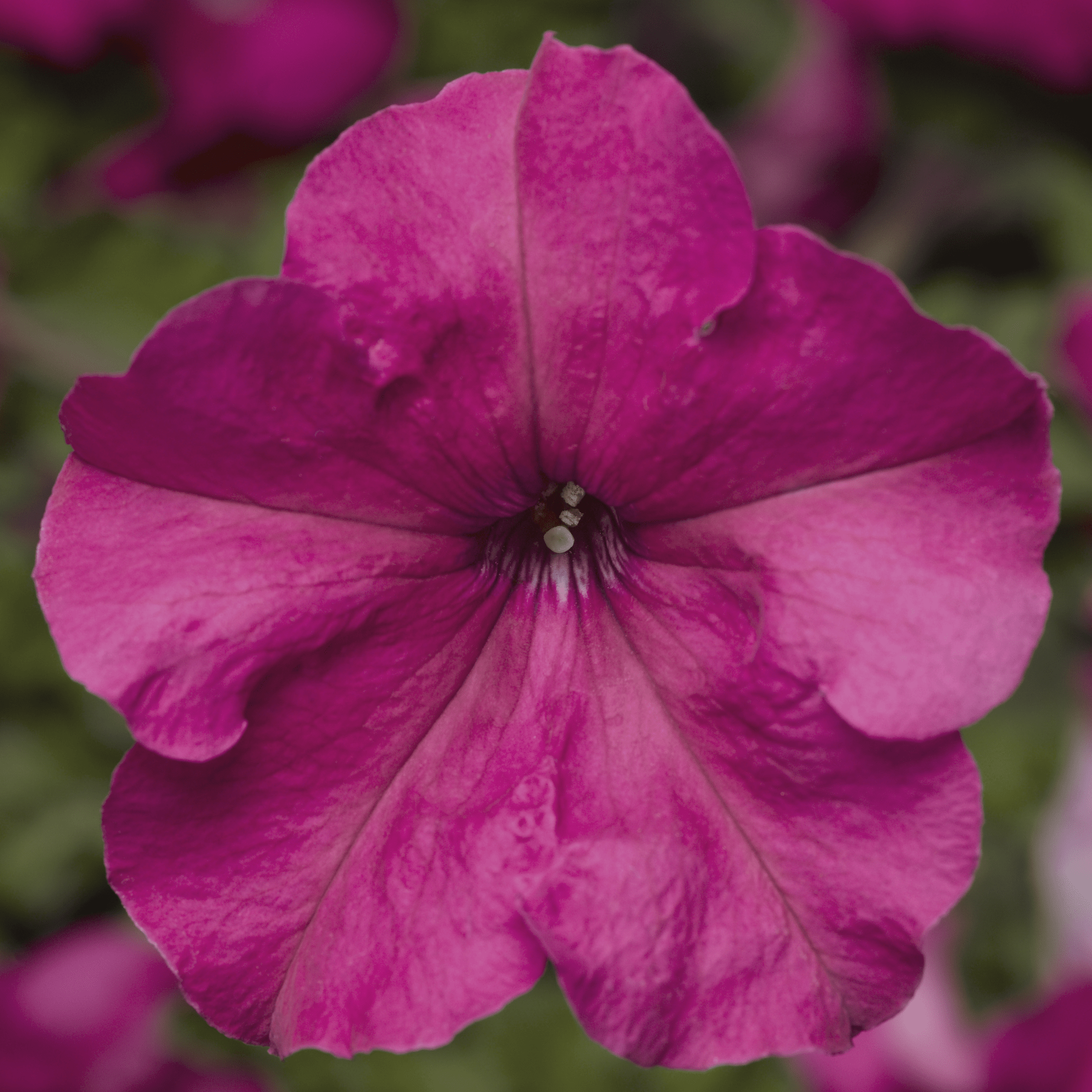 Duvet™ Pink
