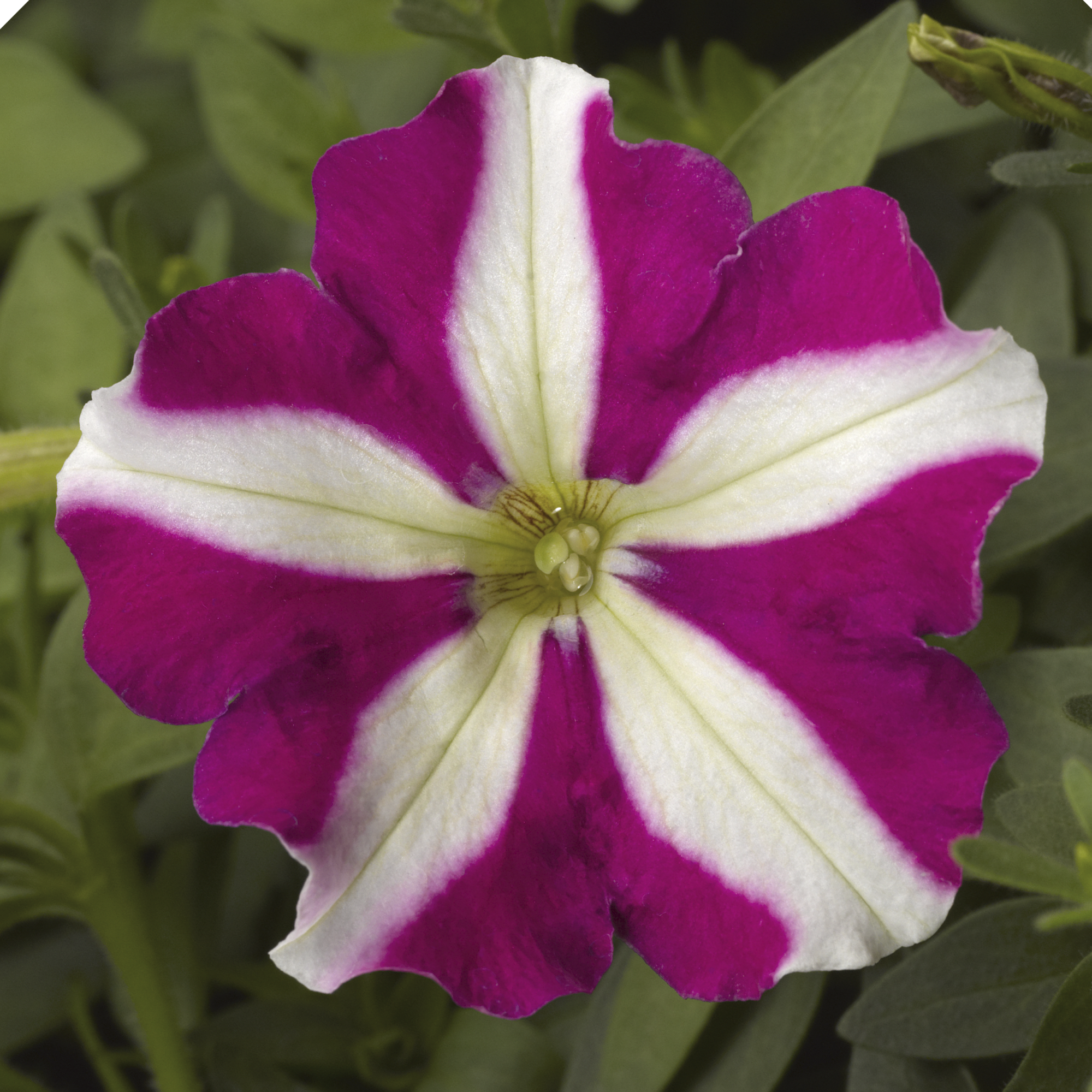 Picobella™ Rose Star