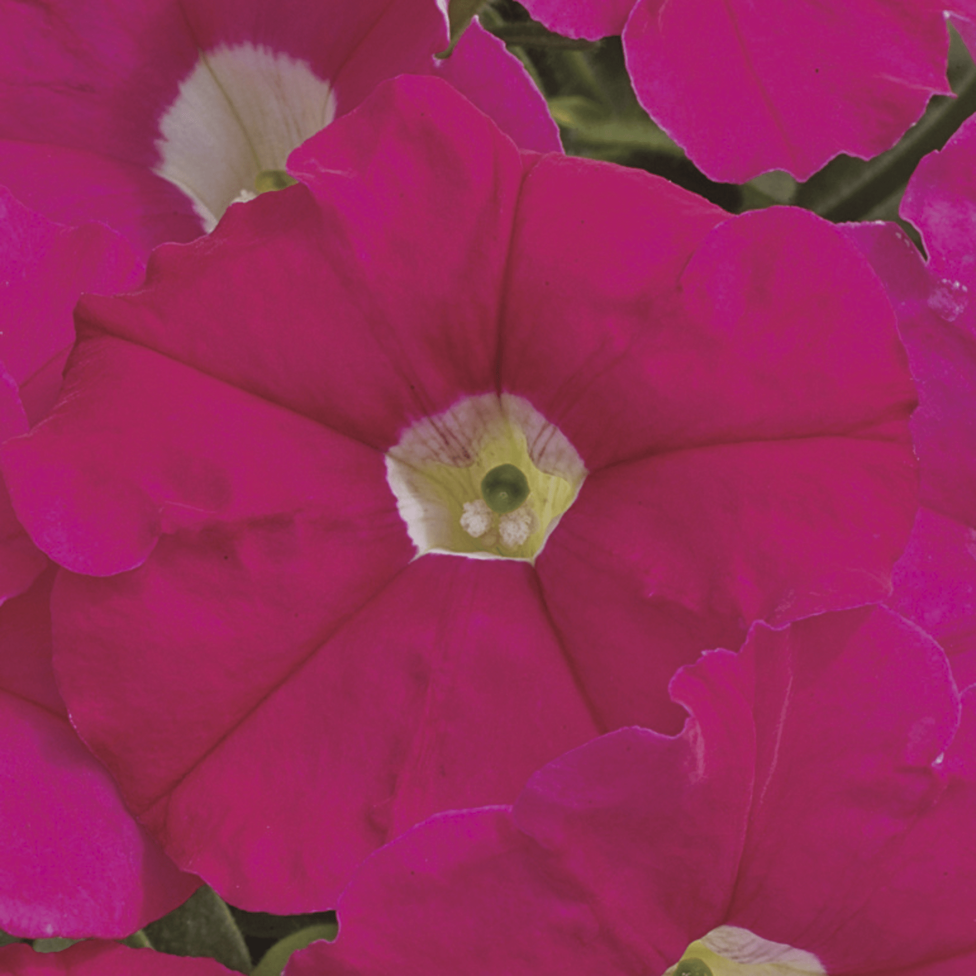 Picobella™ Rose
