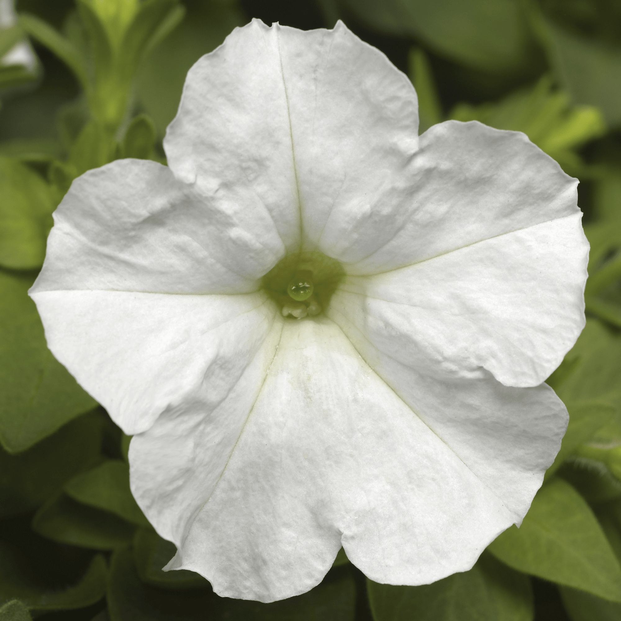 Picobella™ White