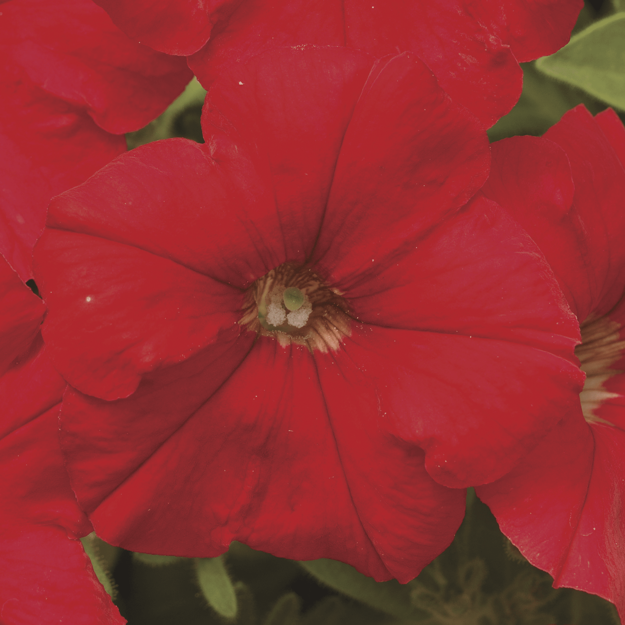 Picobella™ Red