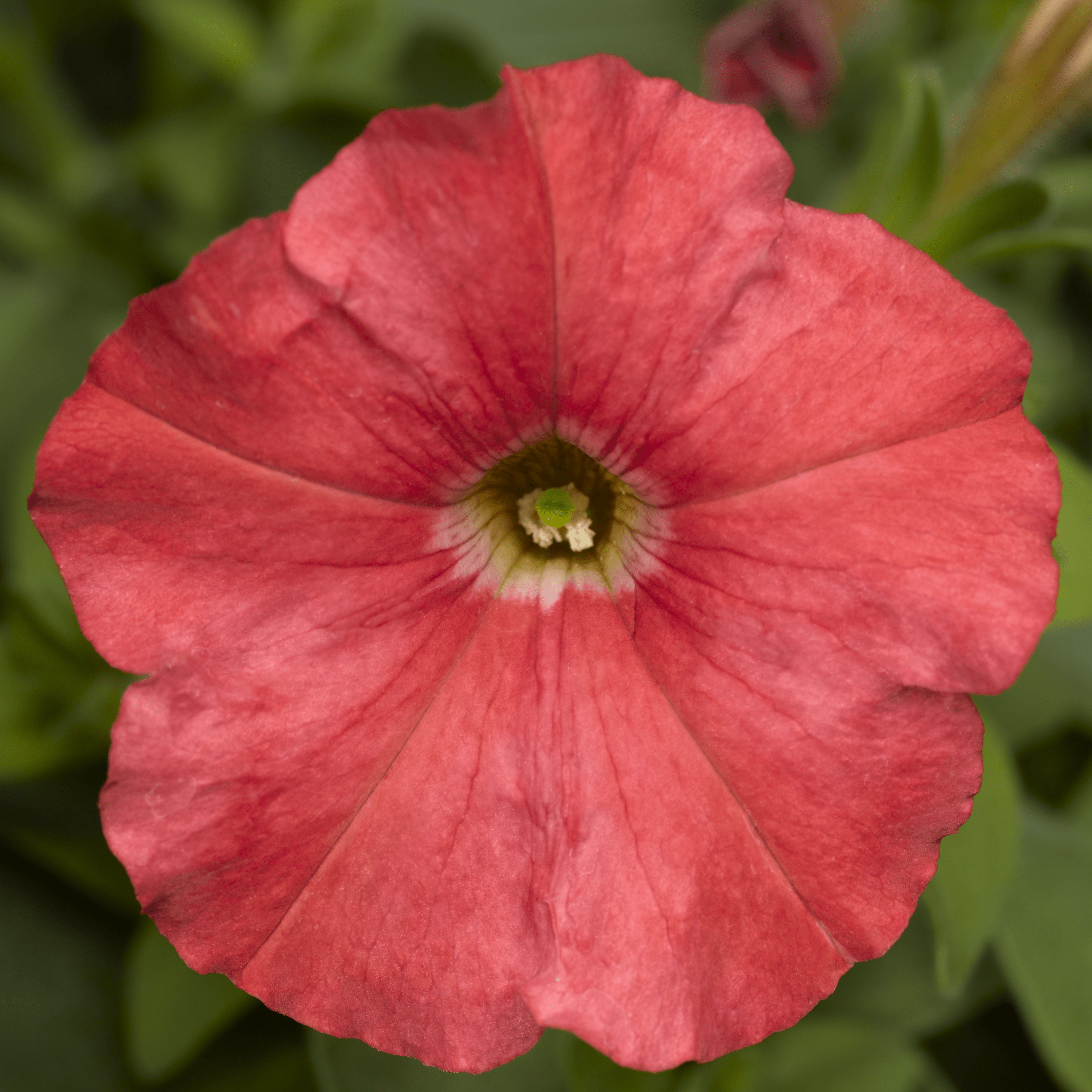 70035049-flower.png