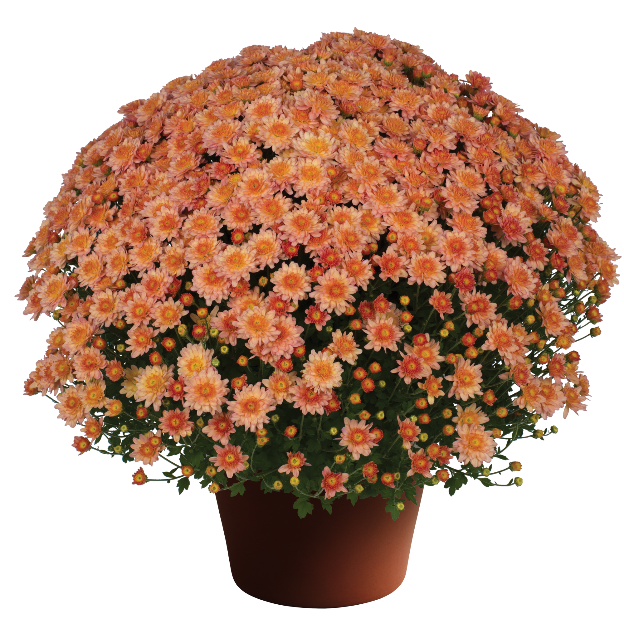 Chelsey™ Coral