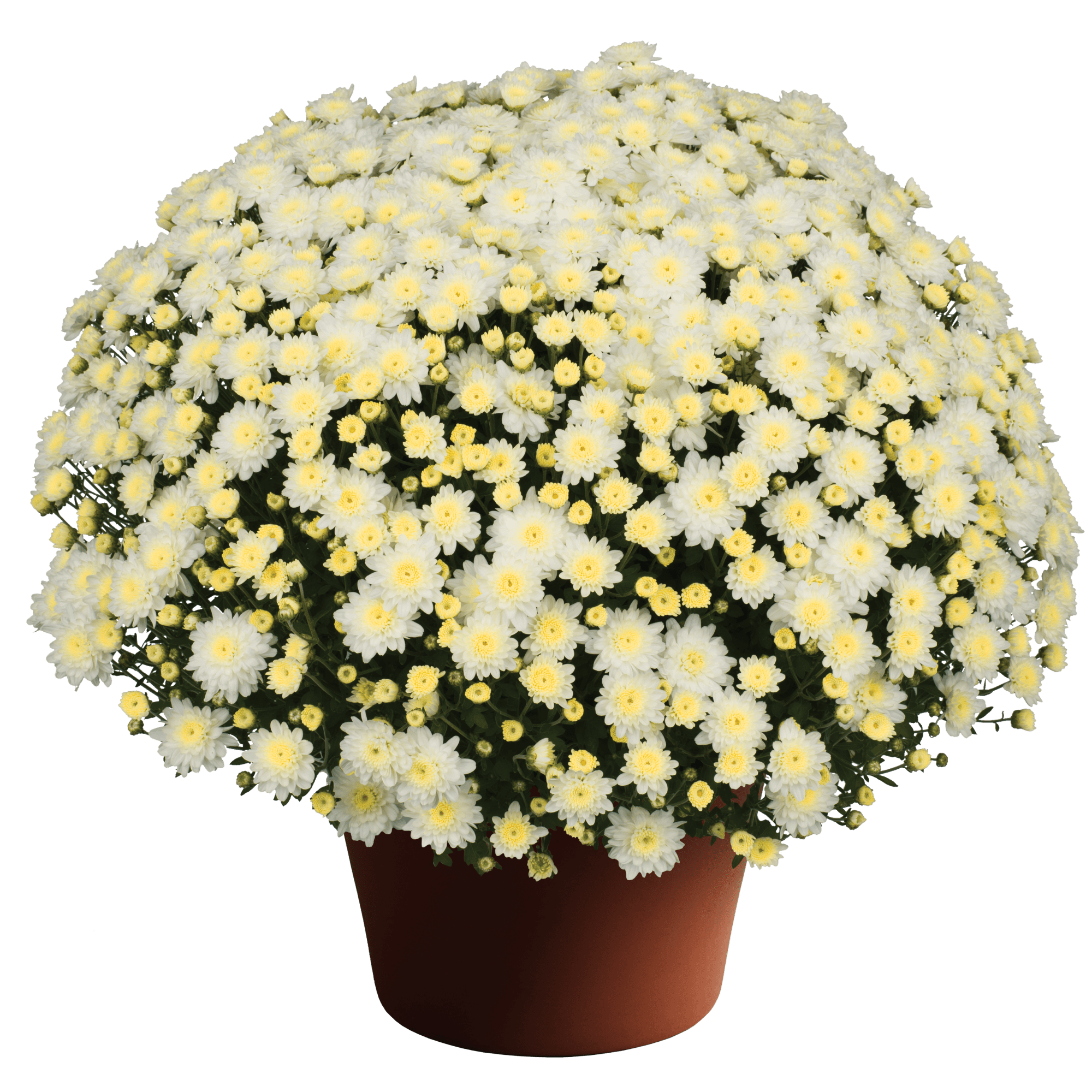 Chelsey™ White