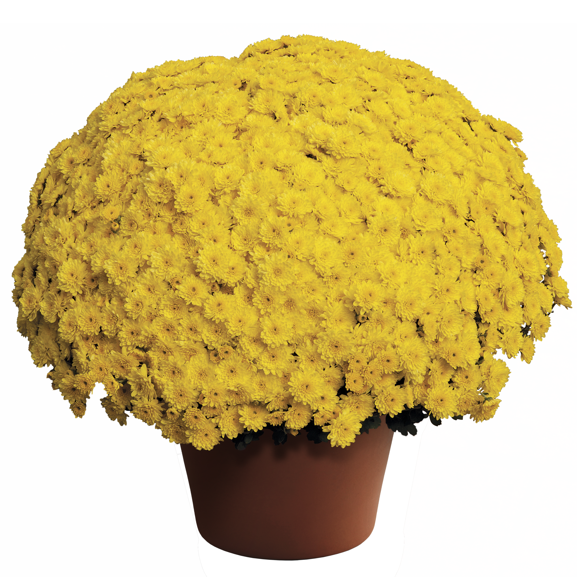 Ursula™ Sunny Yellow