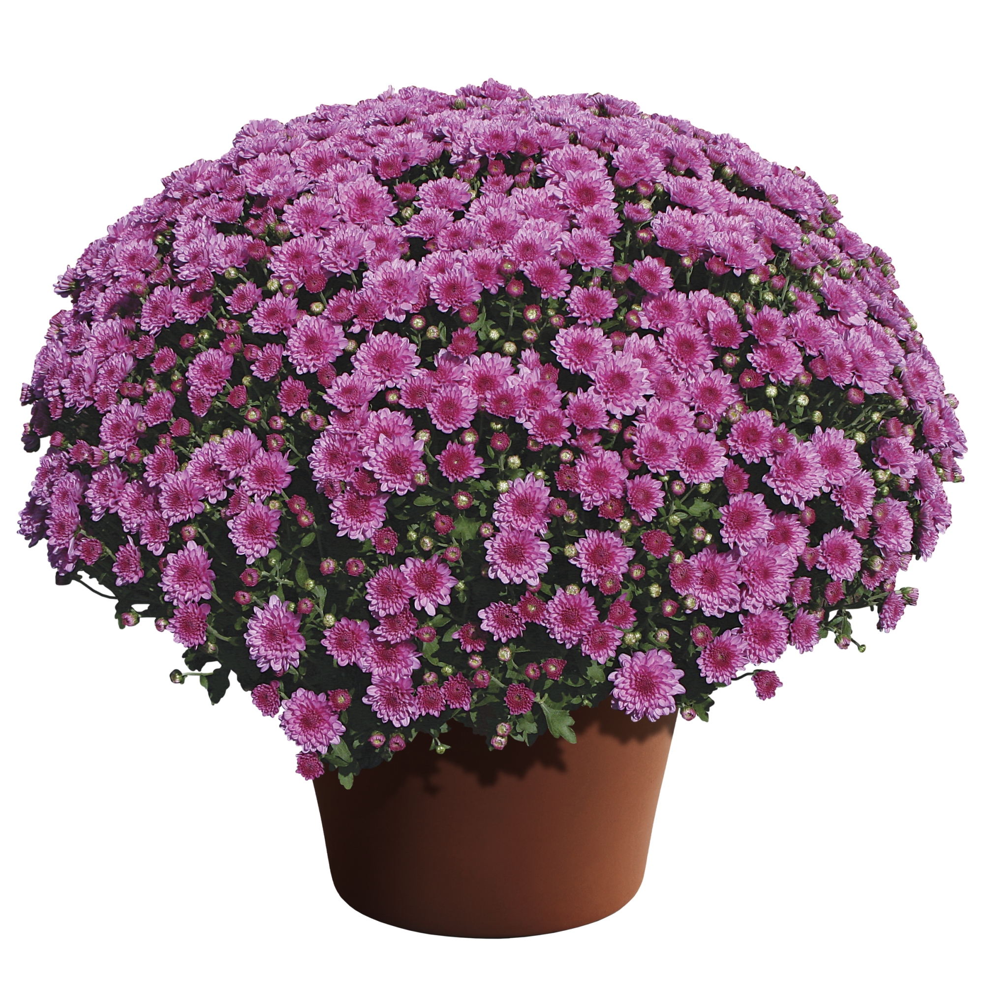 Wanda™ Lavender