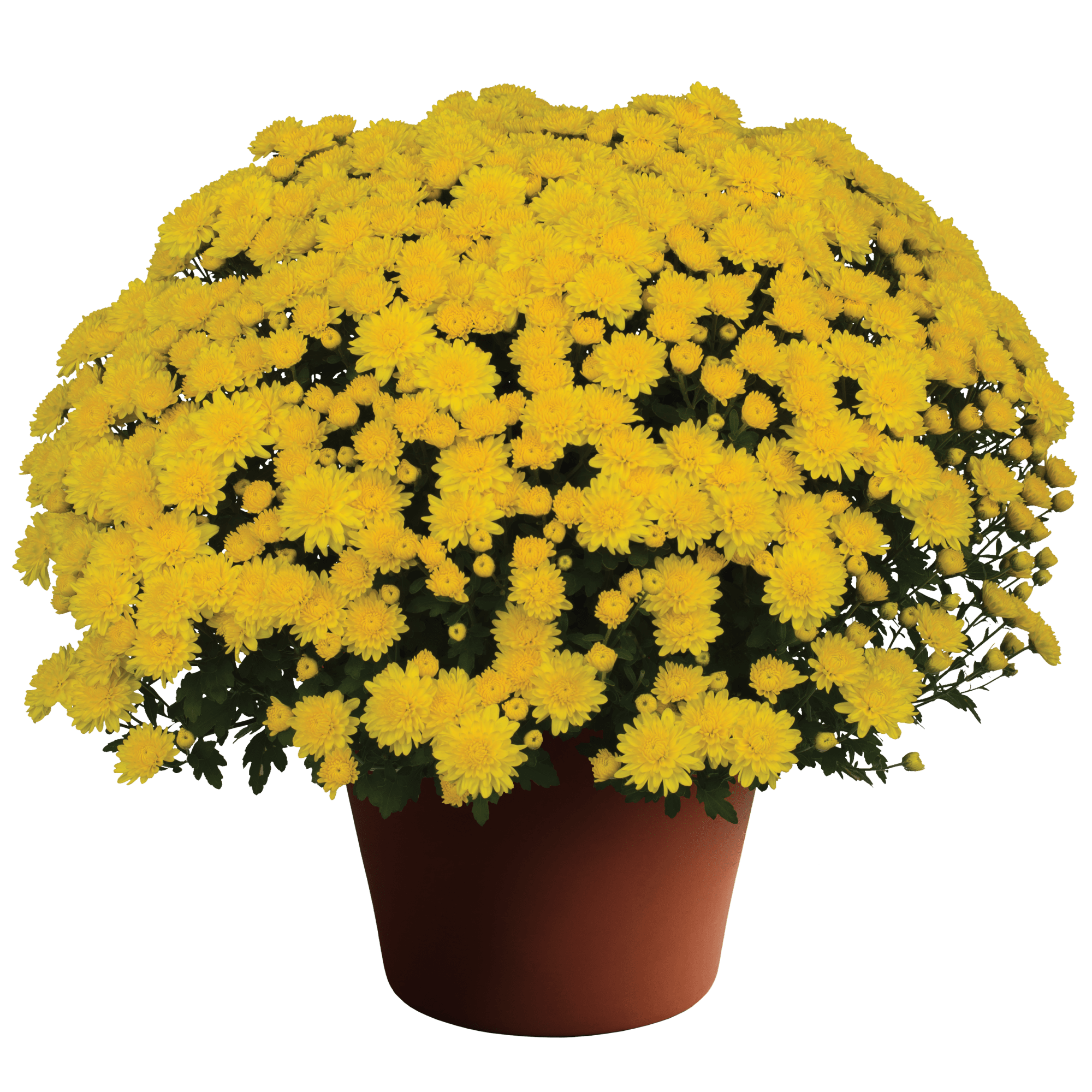 Wilma™ Yellow