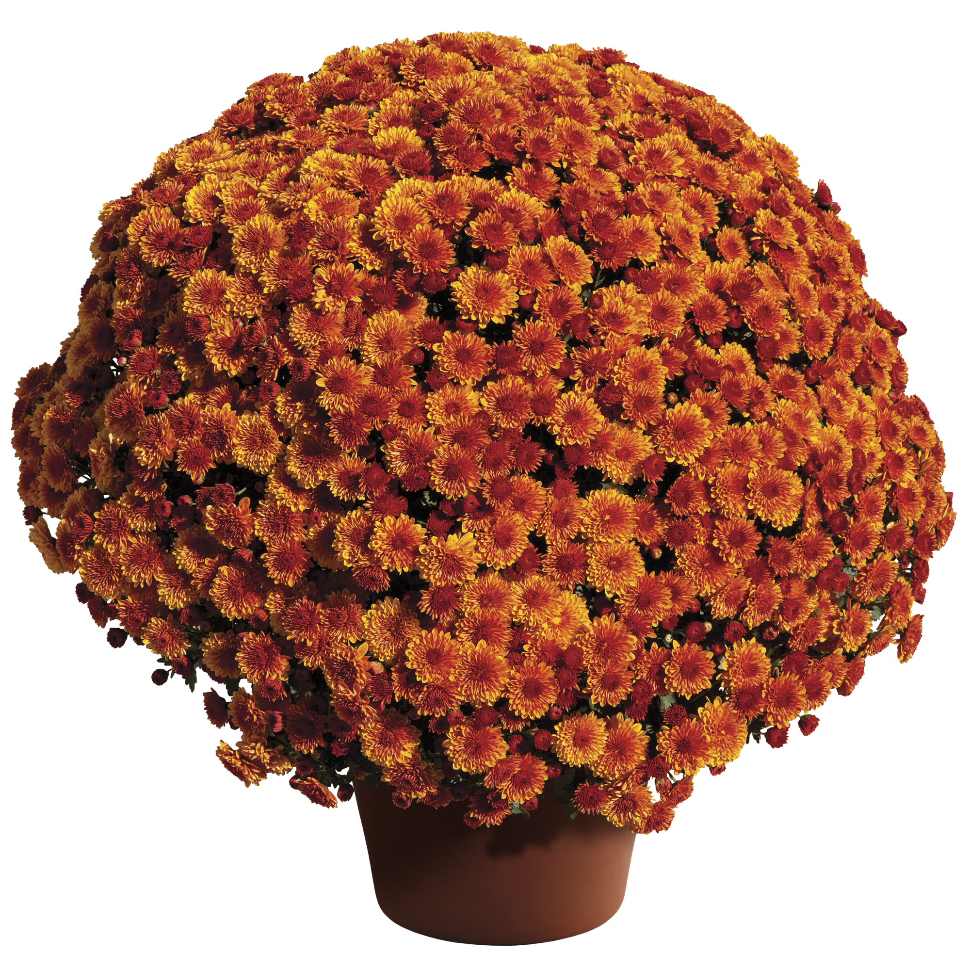 Cheryl™ Spicy Orange