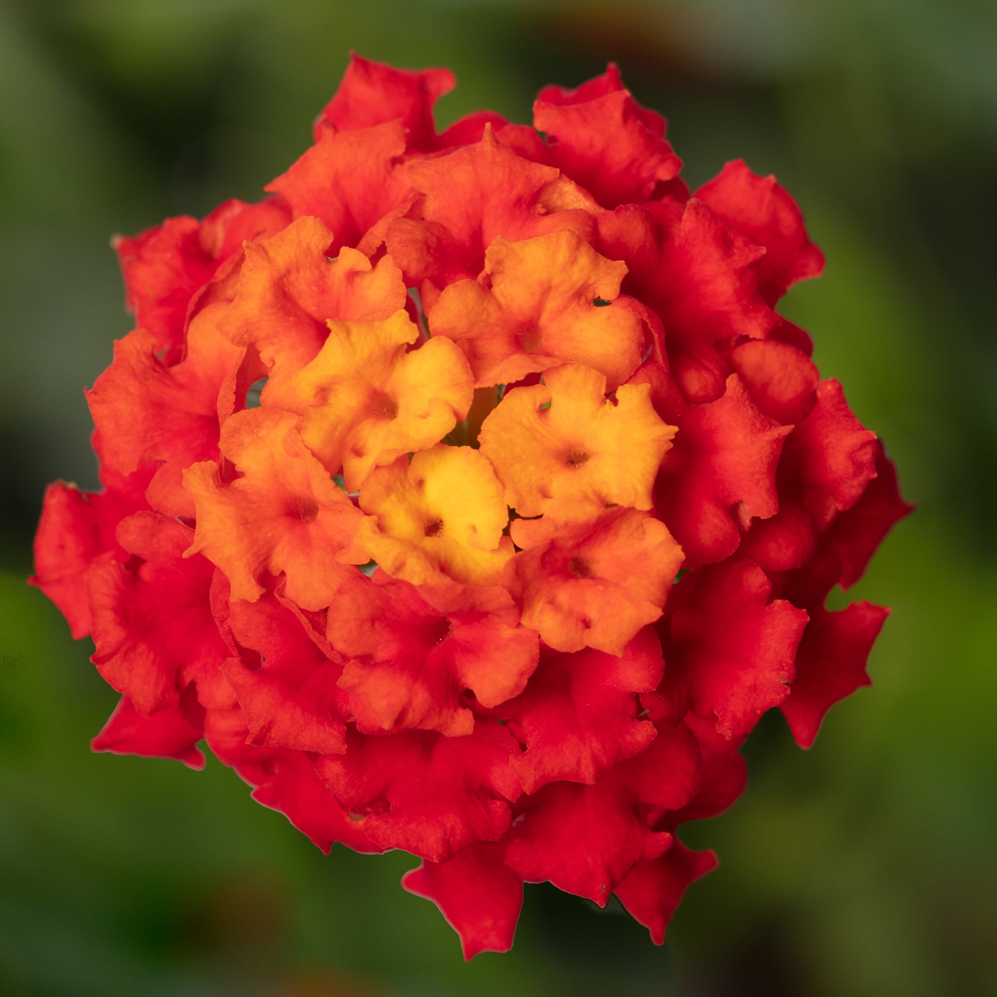 Bandolista™ Red Chili