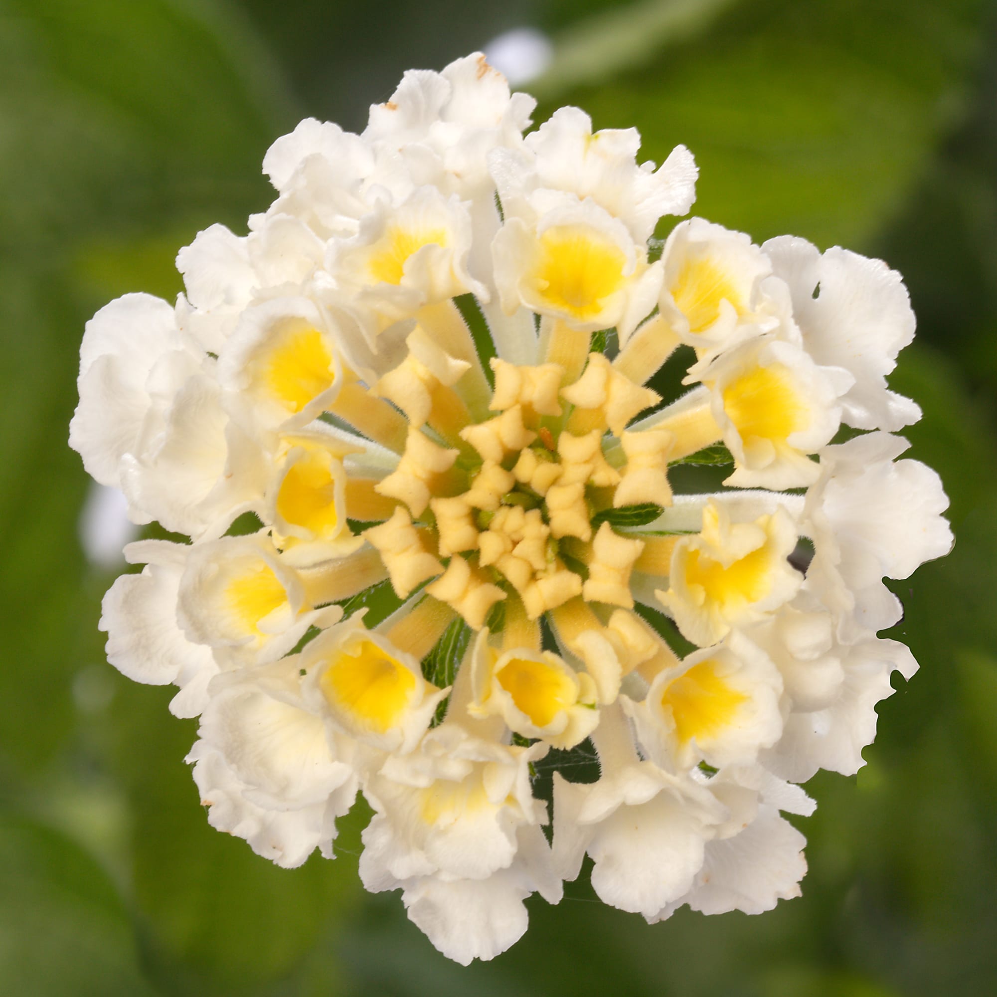 Bandolero™ White
