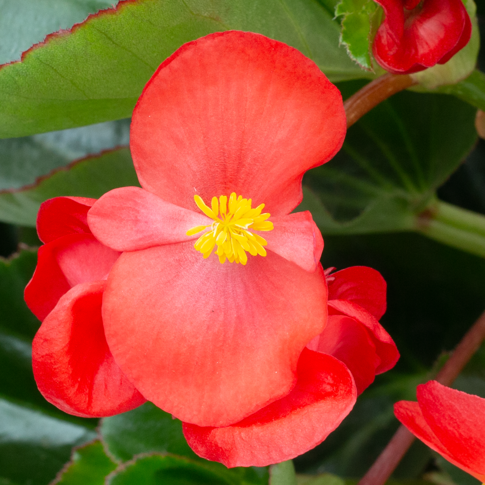 Bionic™ Green Leaf Red