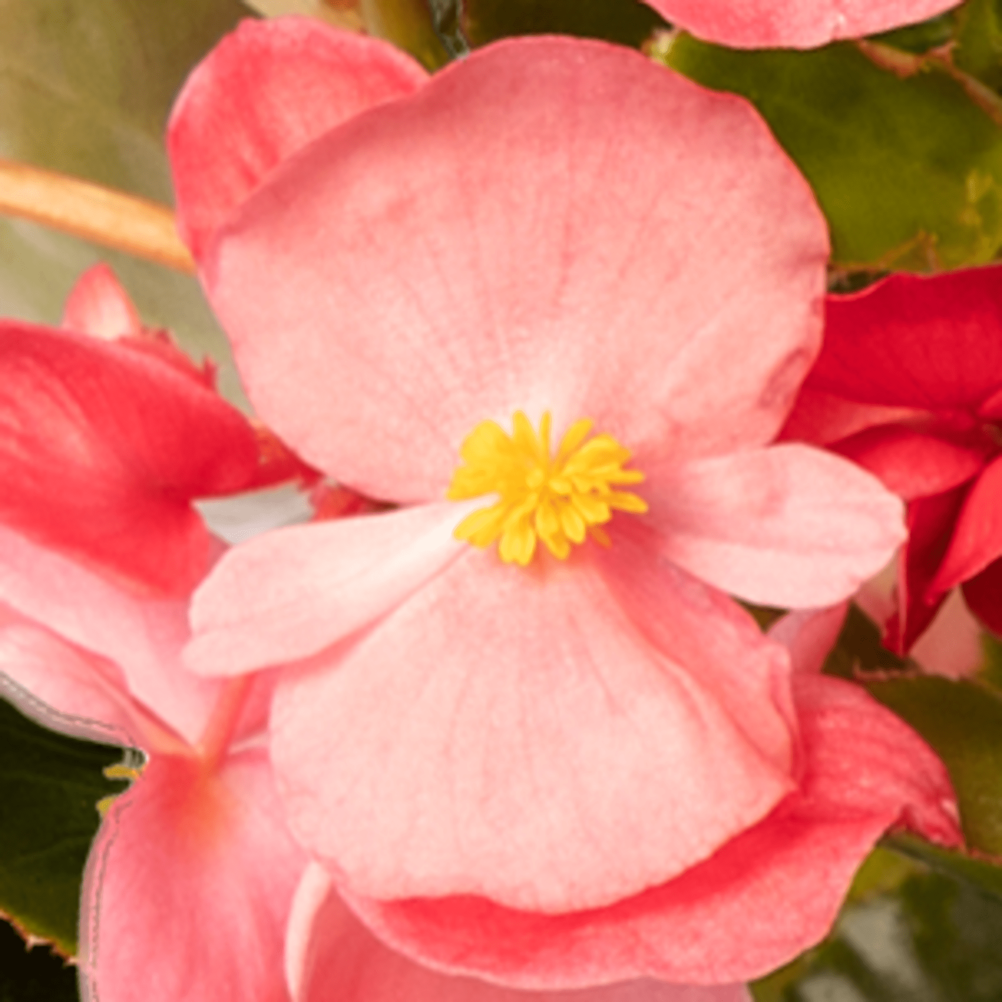 Bionic™ Green Leaf Pink