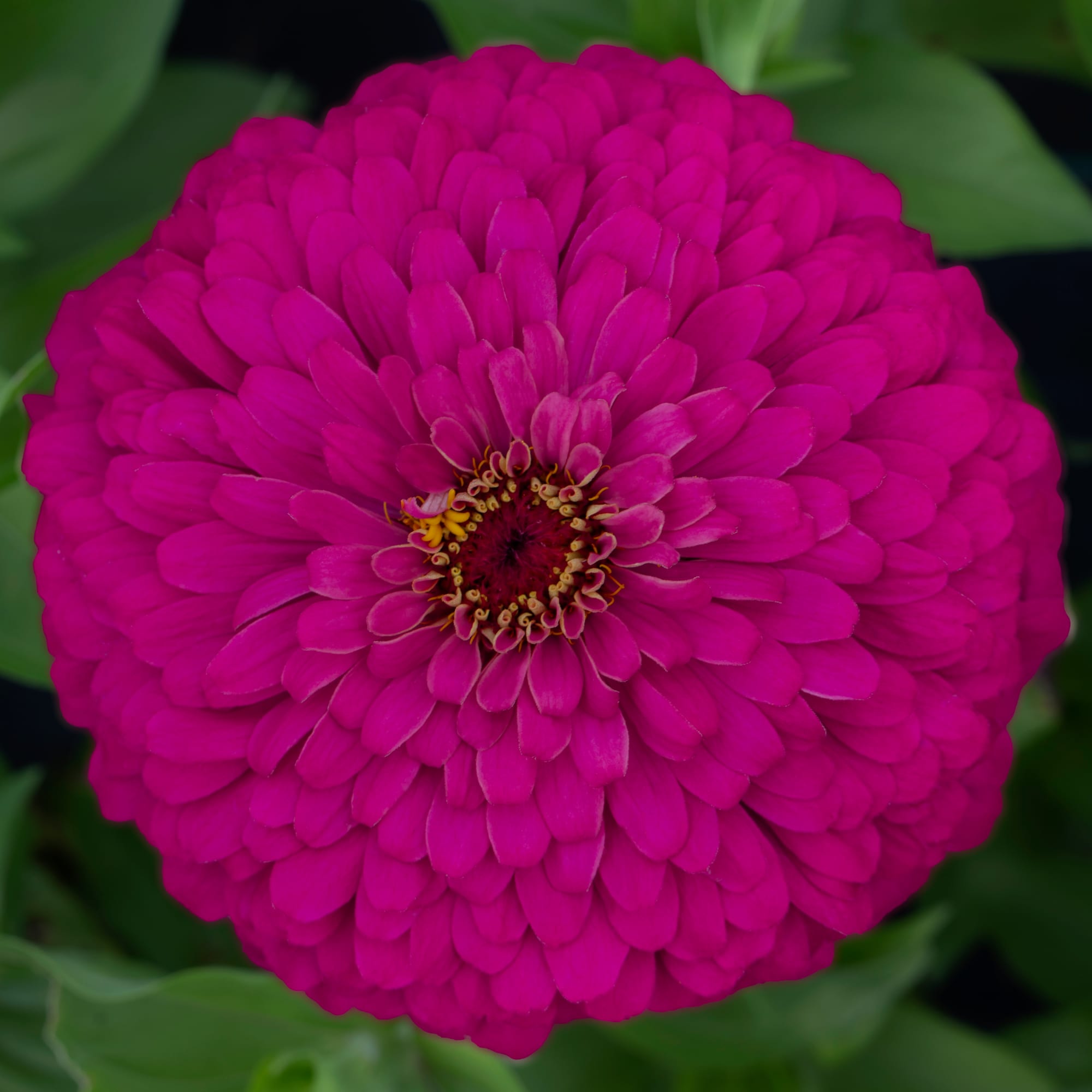 ローズねーさん Uproar™ Rose | Syngenta Flowers