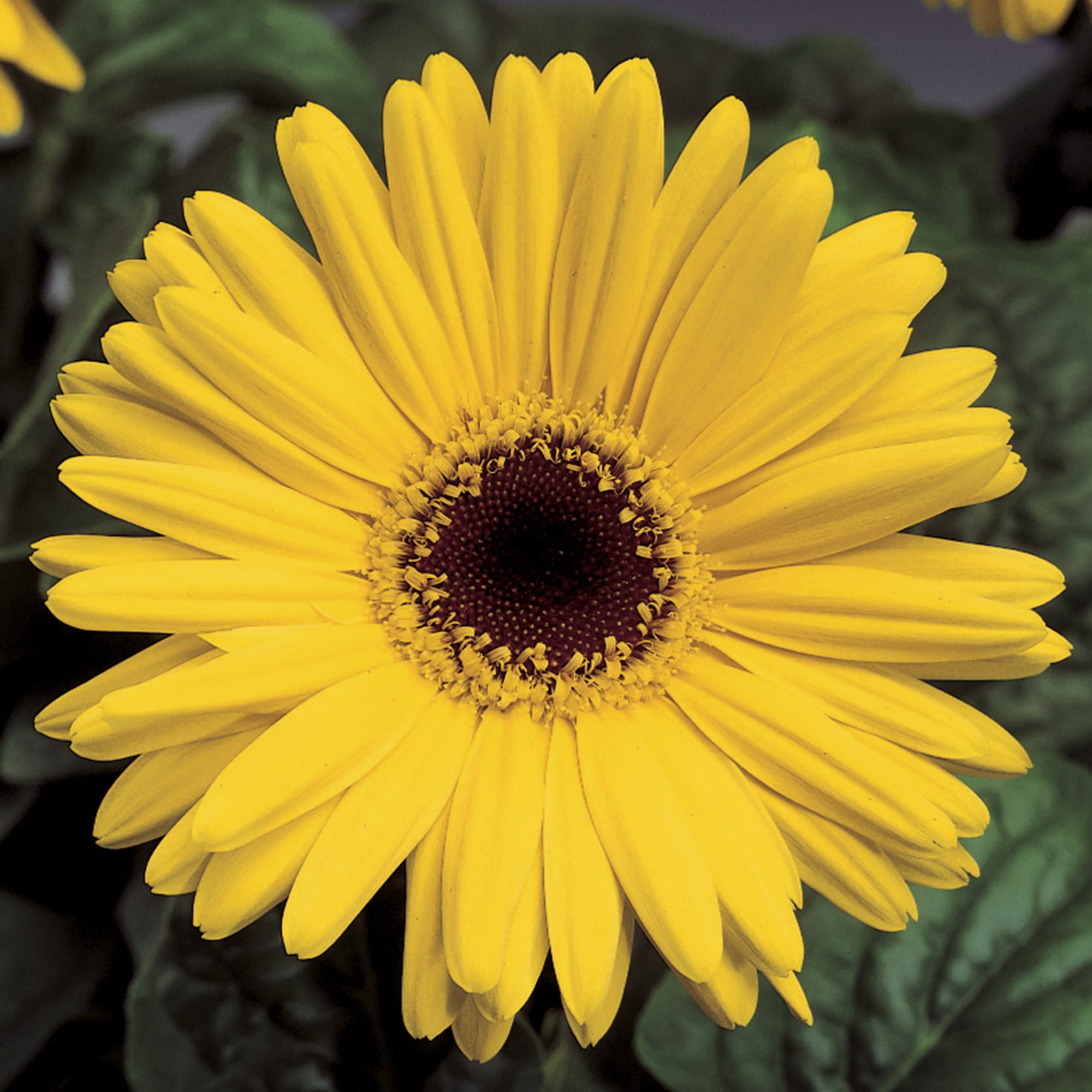 Jaguar™ Yellow Dark Center