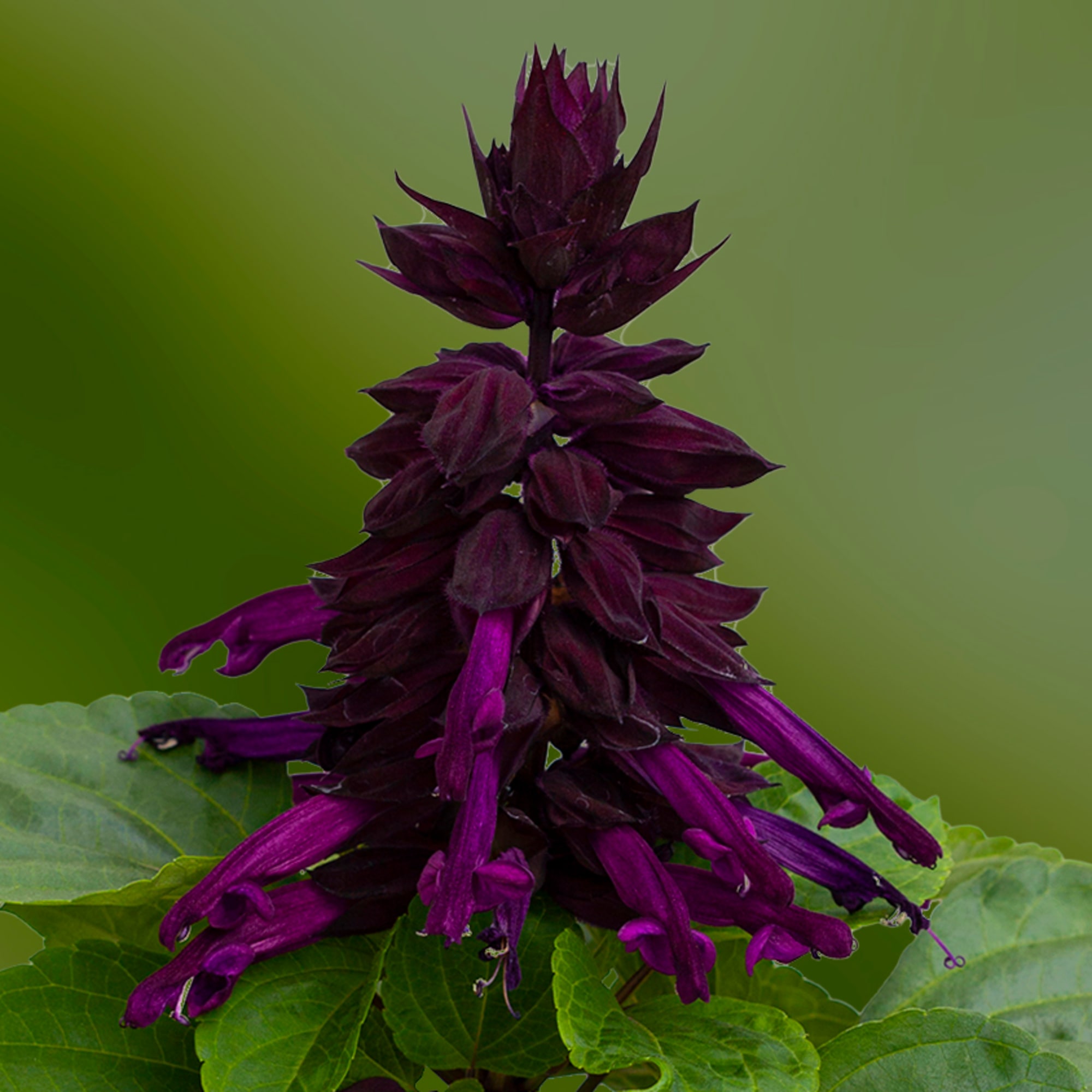 Mojave™ Purple