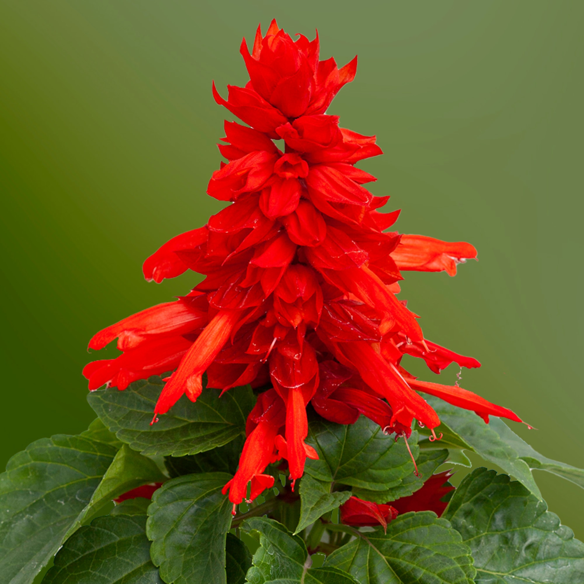 Mojave™ Red
