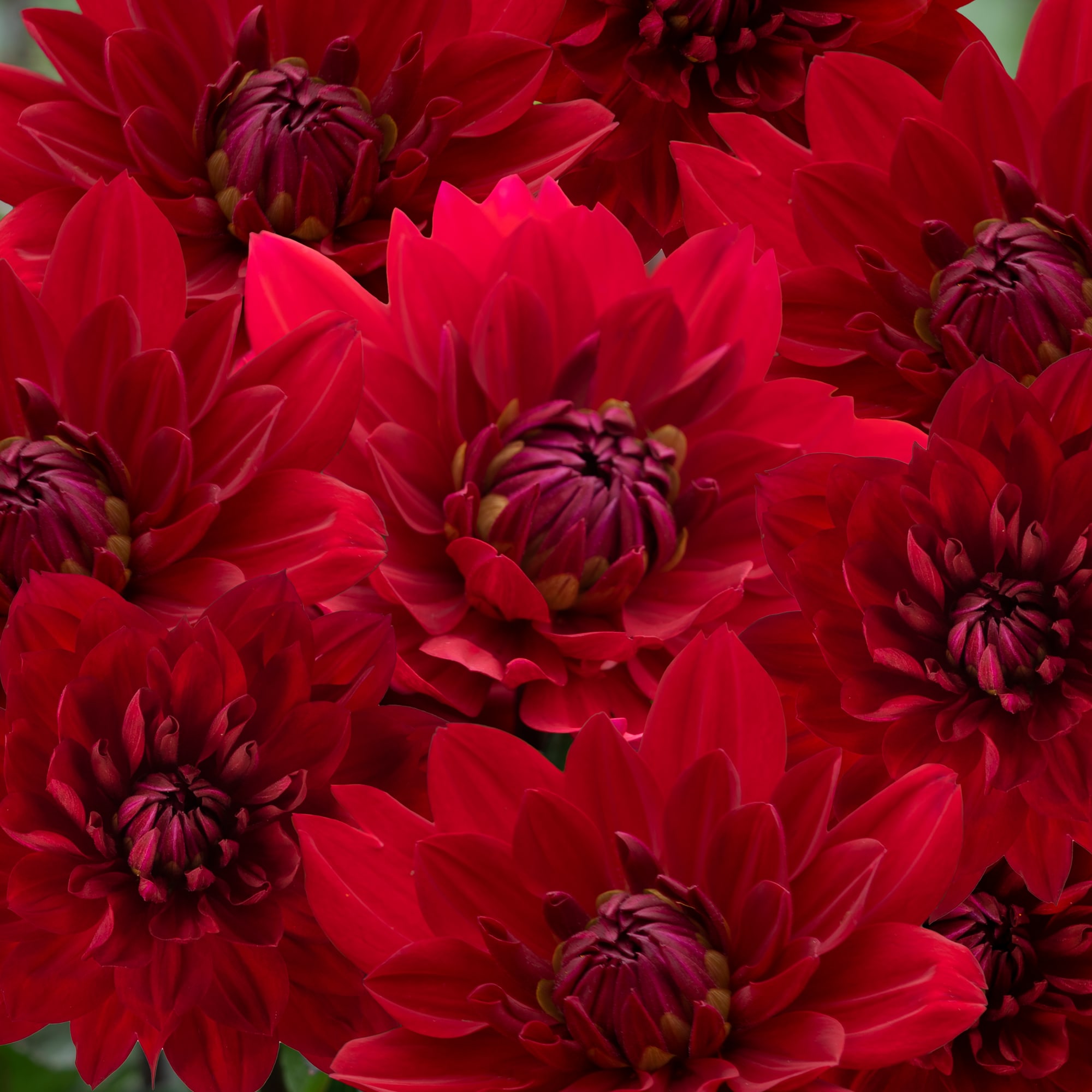 Karma Amora Bright Scarlet