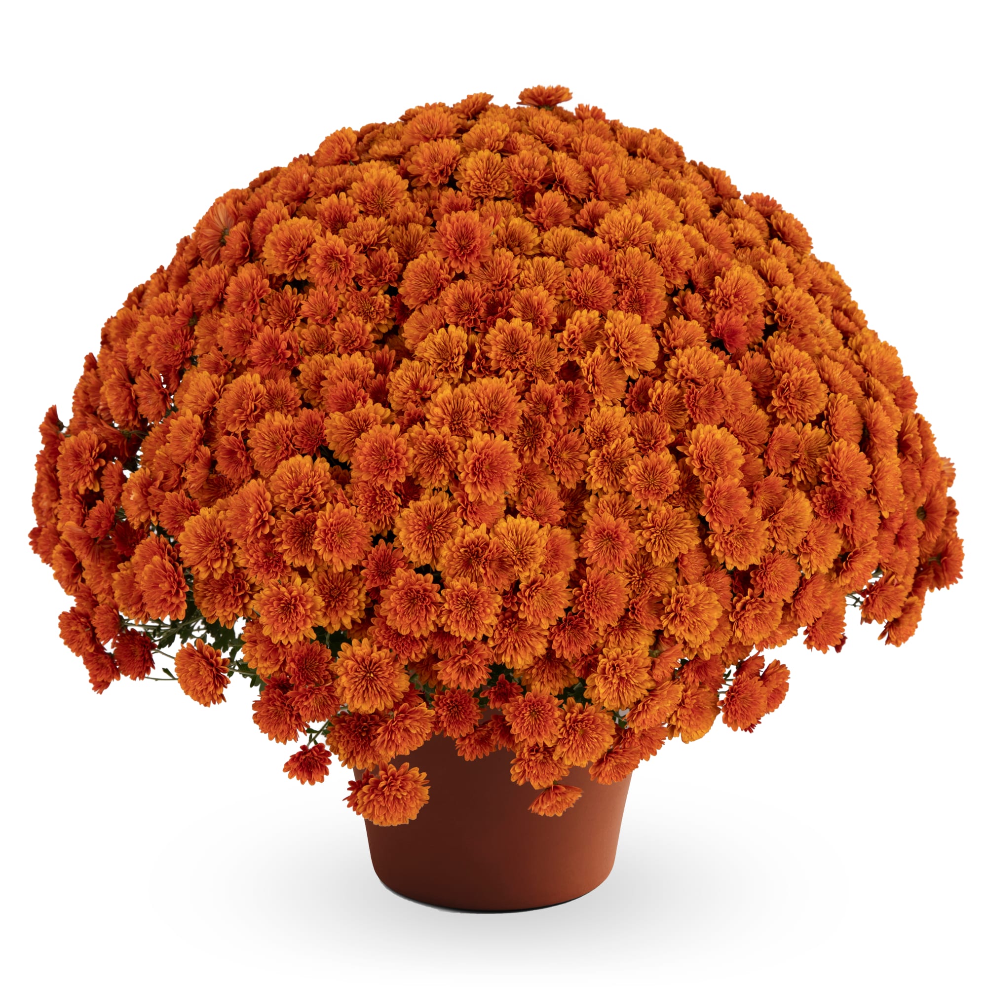Dorothy™ Bronze | Syngenta Flowers
